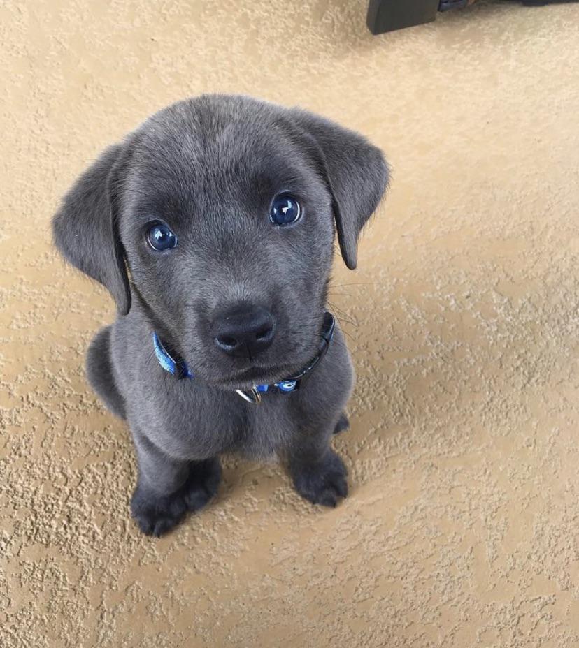 The definition of puppy eyes r/aww
