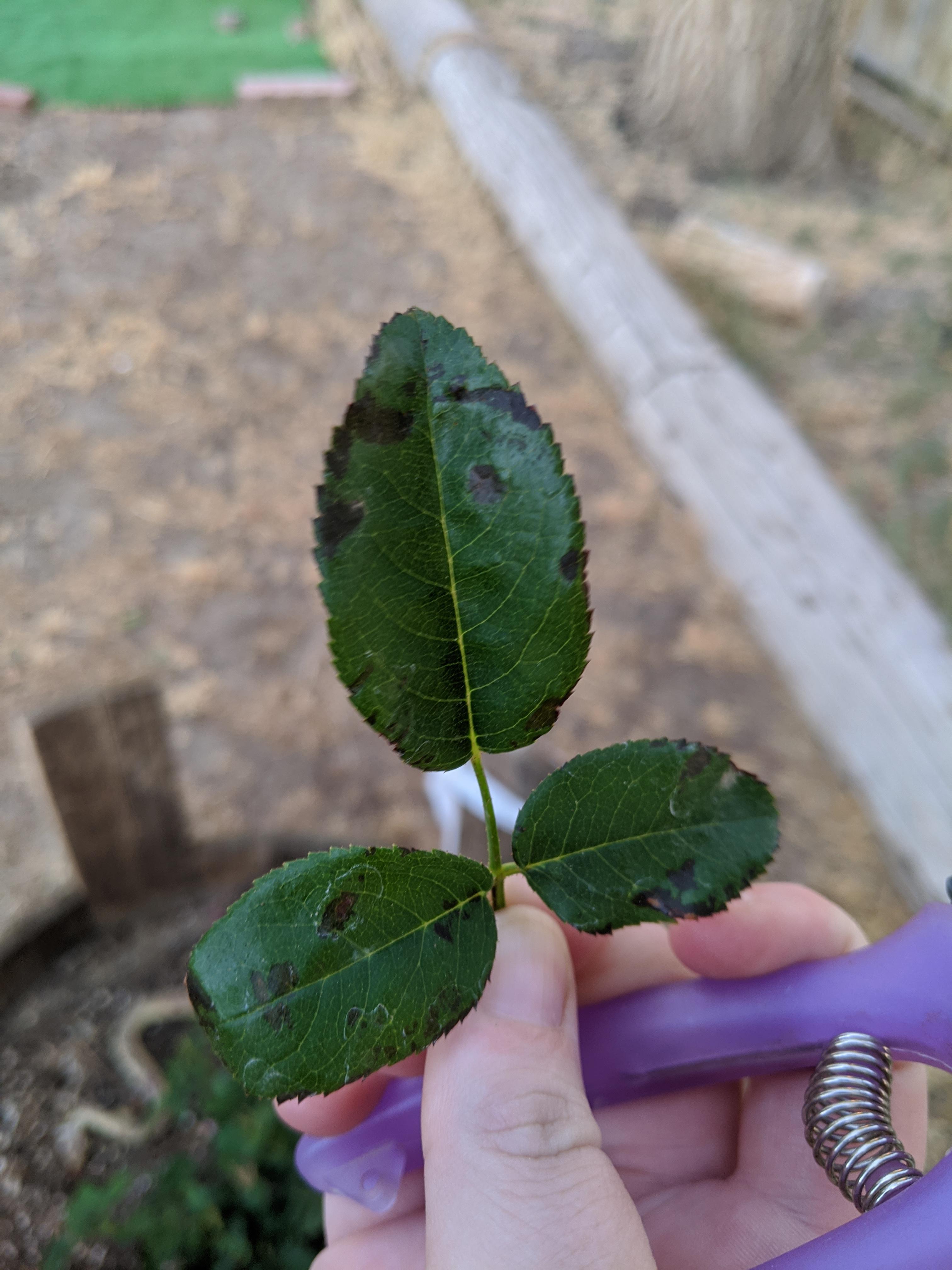Is this black spot? New to roses r/Roses