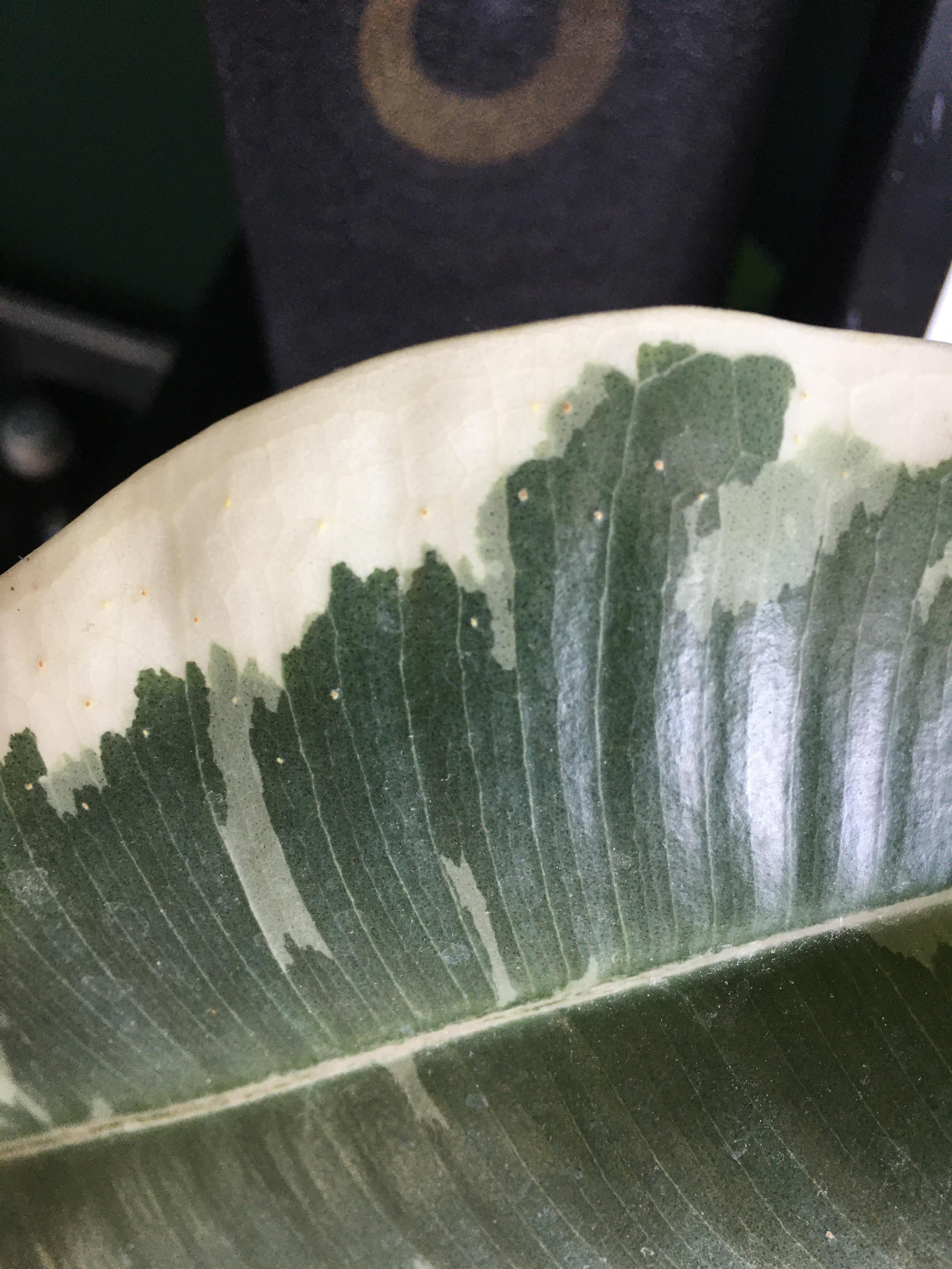 What are these white spots on my rubber tree? Already lost one leave
