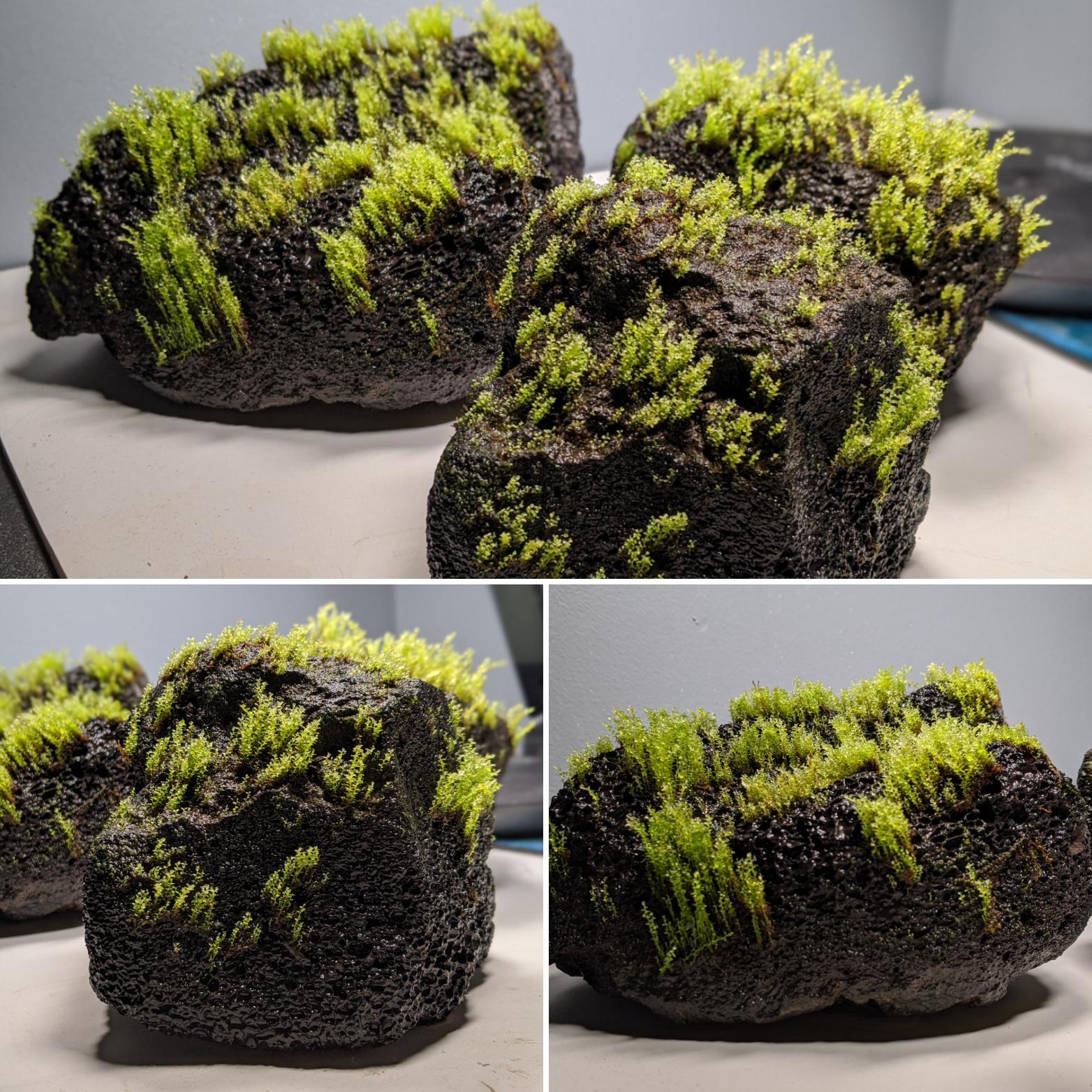 Moss On Rocks In Aquarium