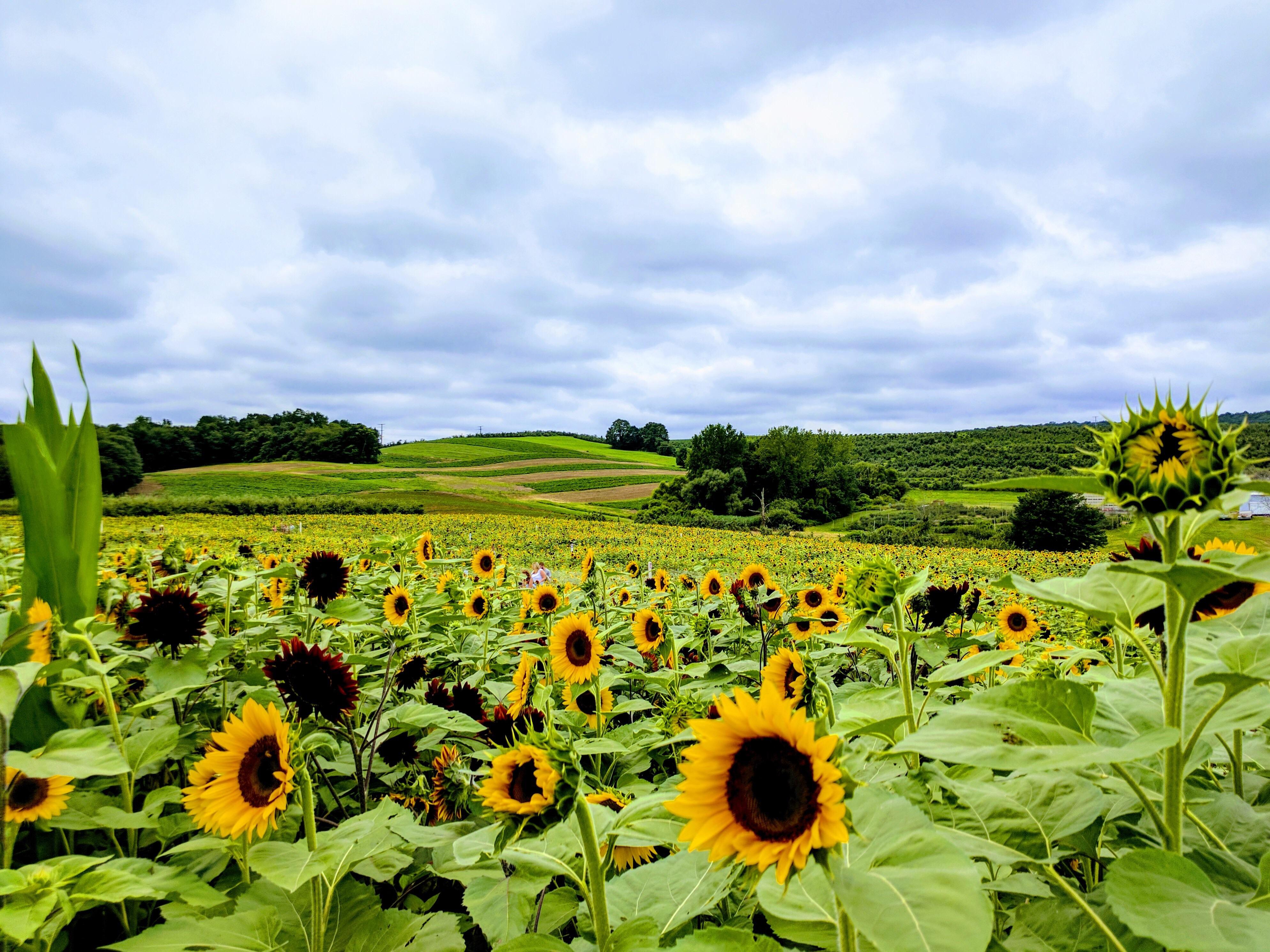 Lyman Orchard, Middlefield. r/Connecticut