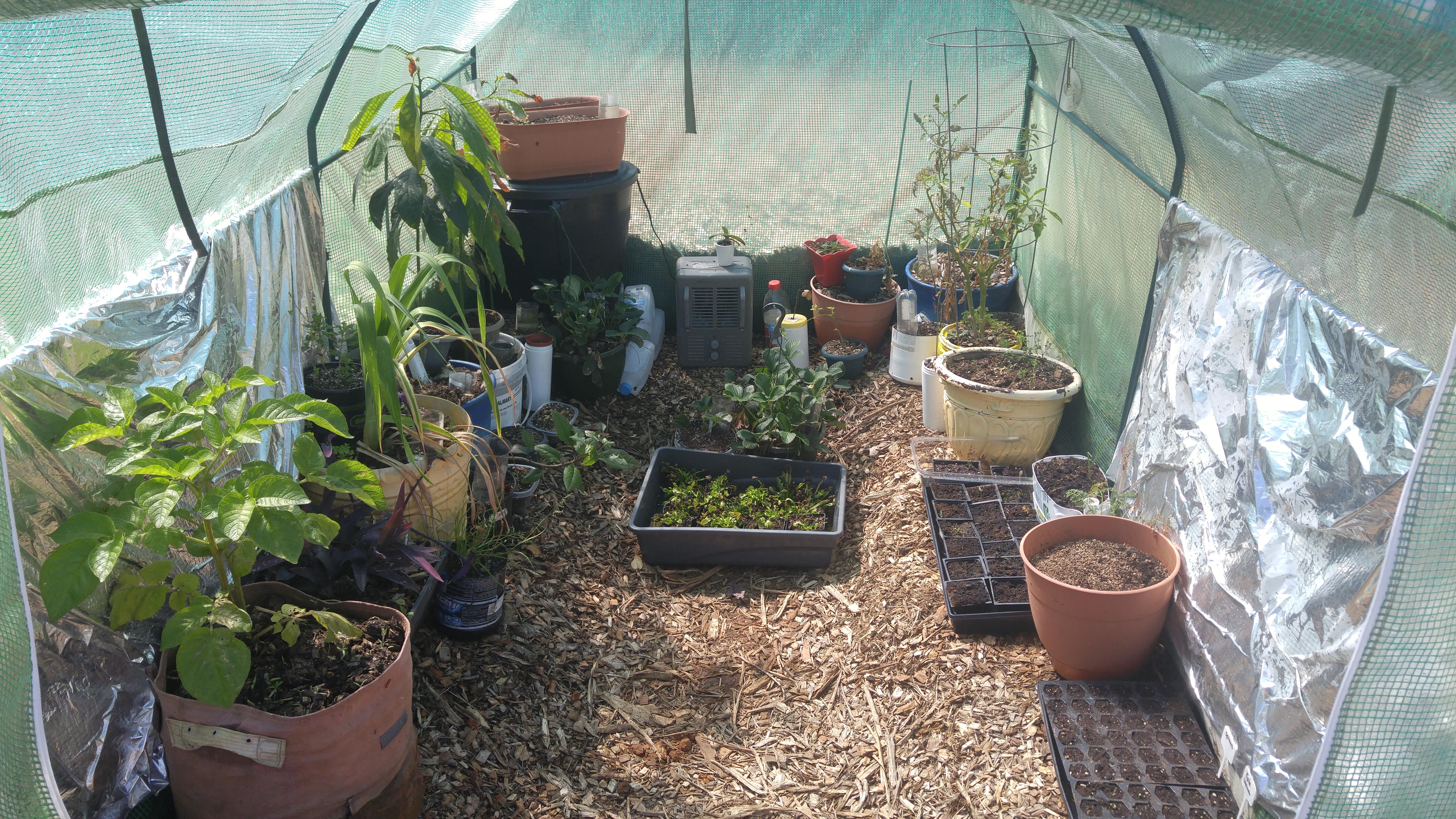 My greenhouse, I have a few extra seed trays I placed on the ground