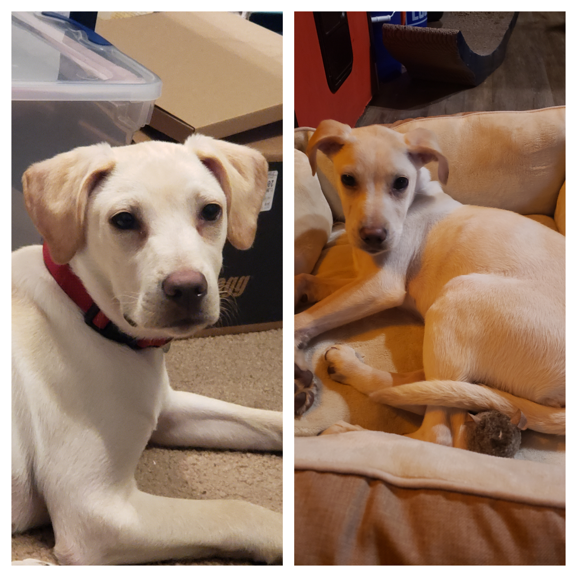 Left is cooper today and on the right was 2 weeks ago when we first got