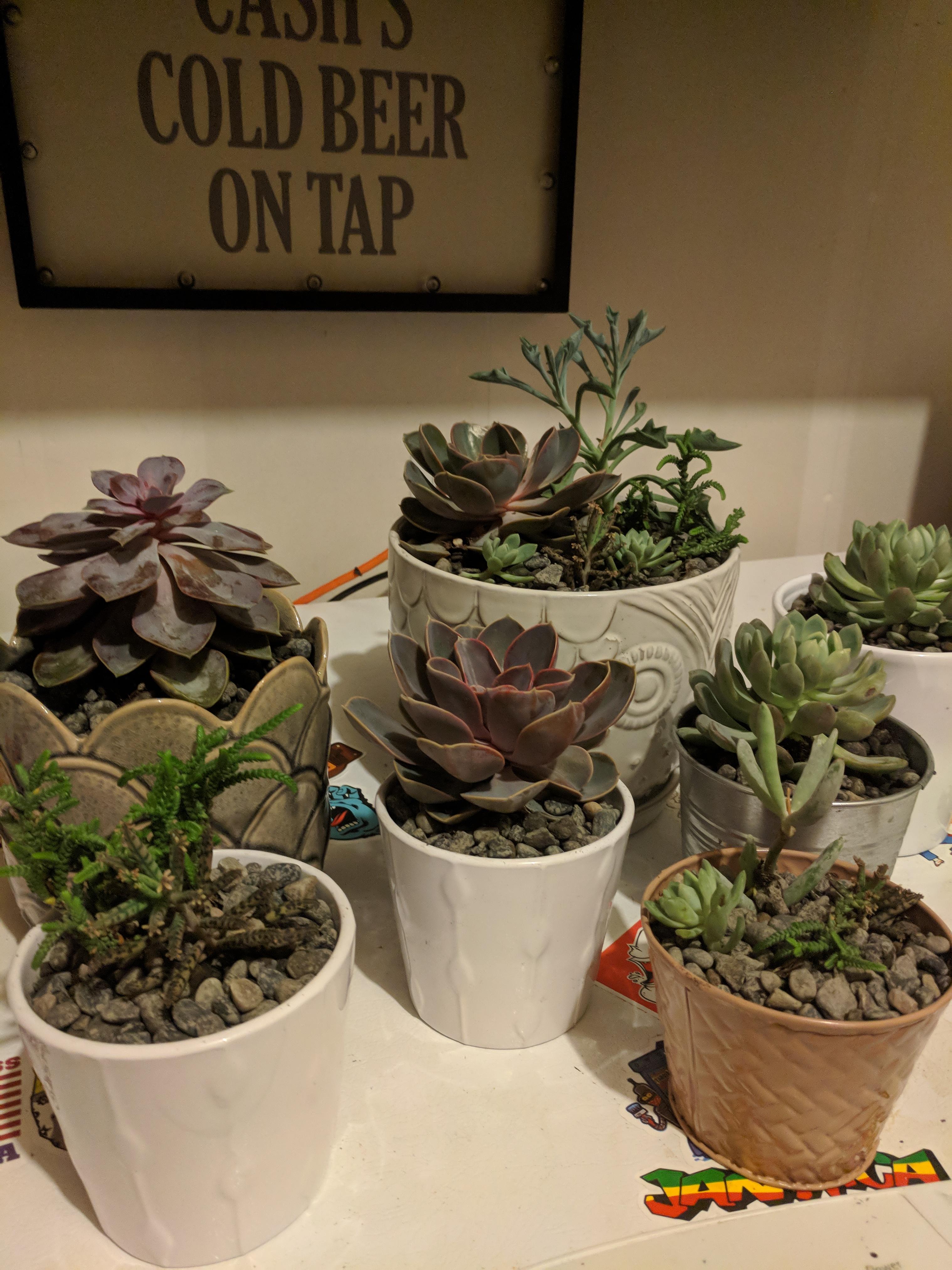 Fred Meyer 2 clearance succulents replanted this morning. Any adivise