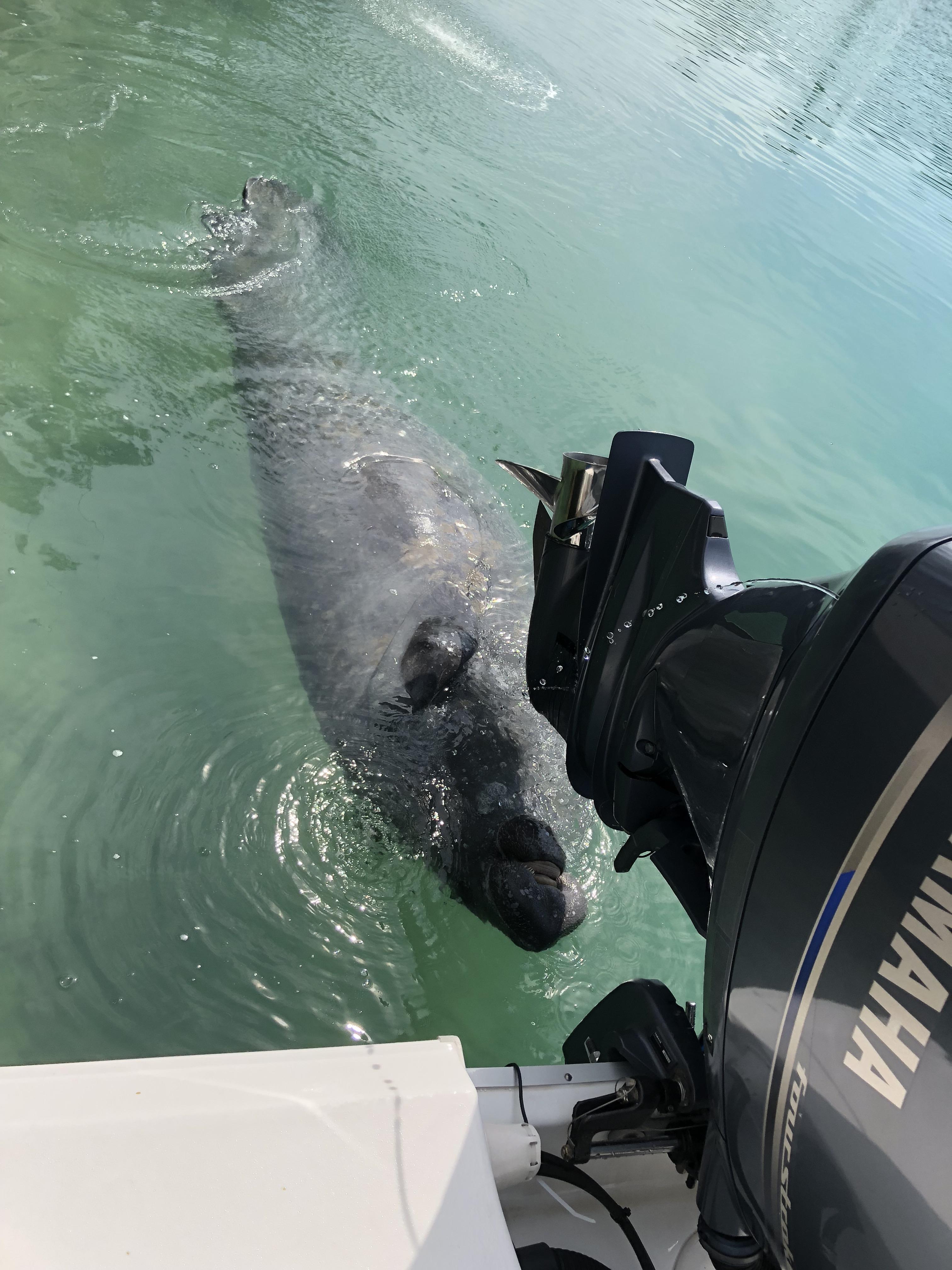 Had a a visitor while washing the boat this morning. r/boating