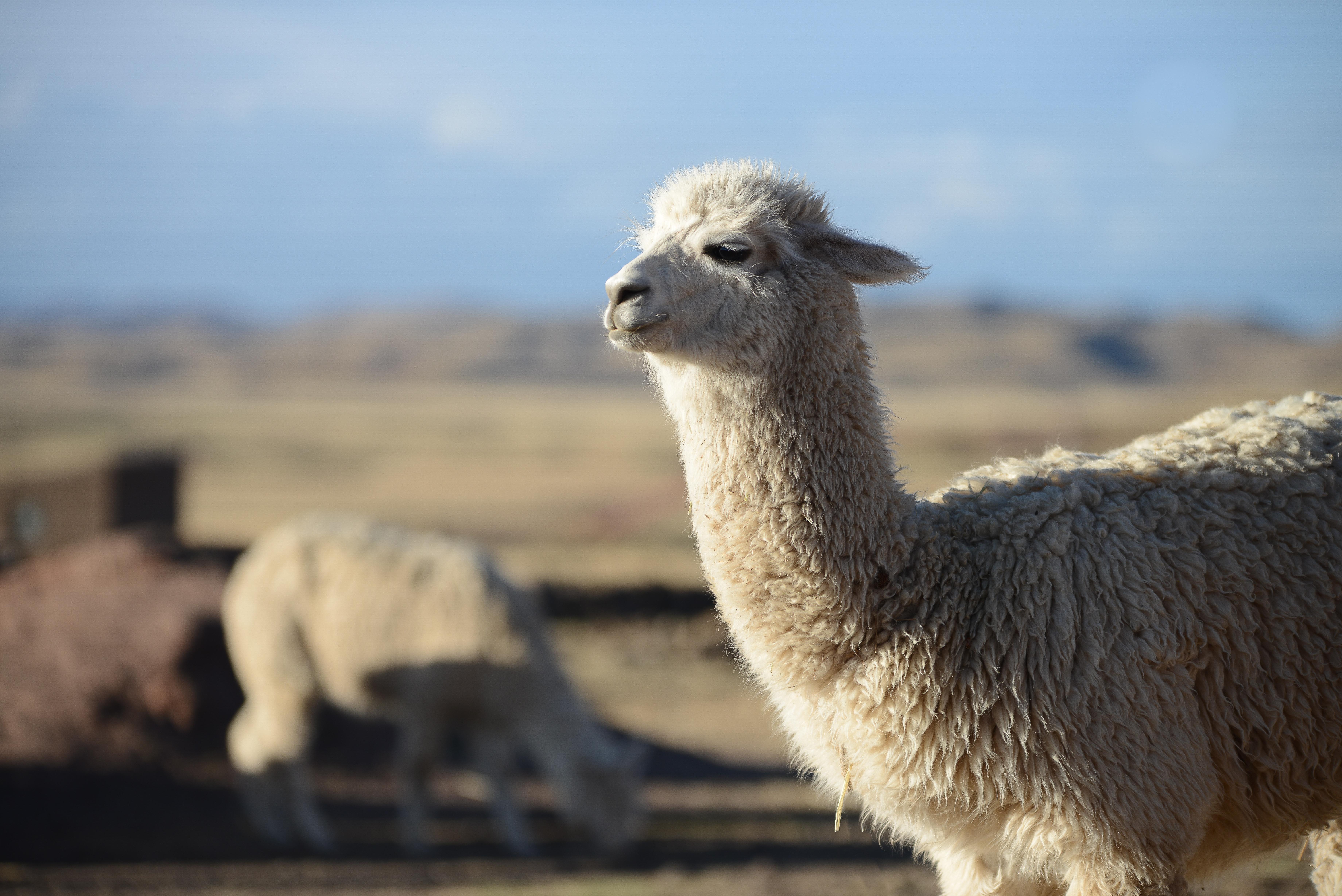 Alpaca in Peru (Moray Region) Nikon D800Sigma 2470mm r