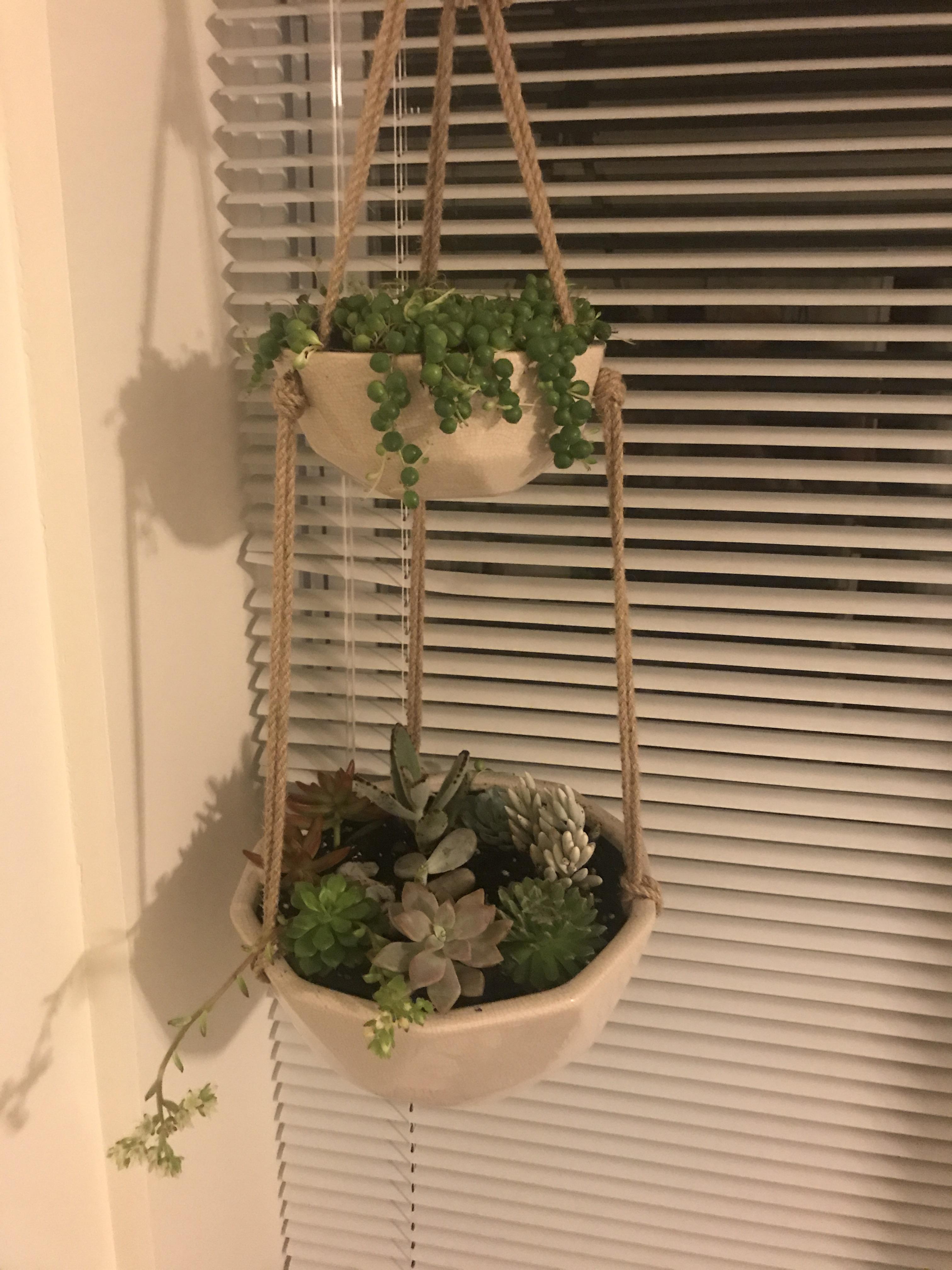 Grow light for my hanging beauty? r/succulents