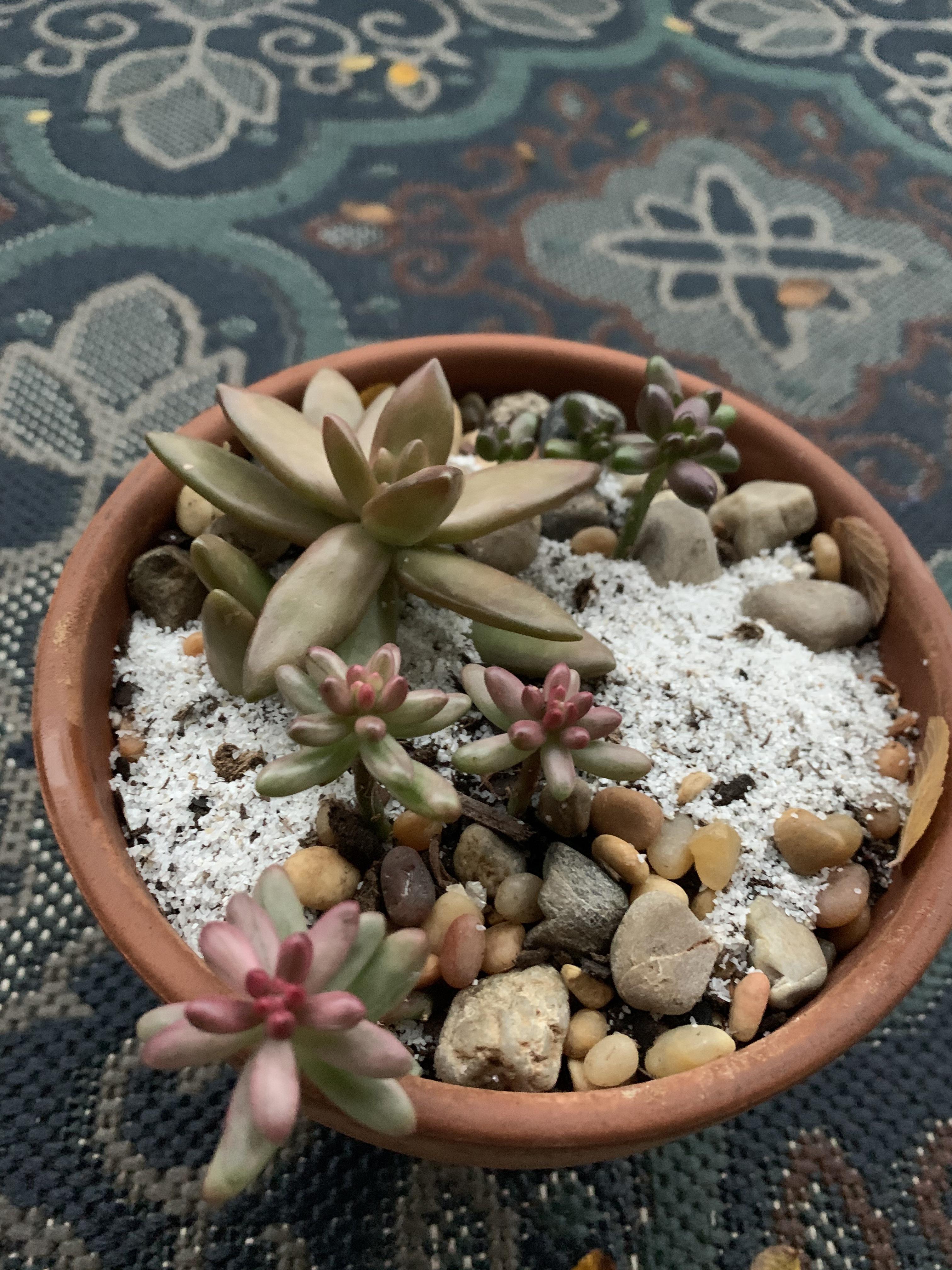I’m in love with sedum coloration after freezing rain 💕 r/gardening