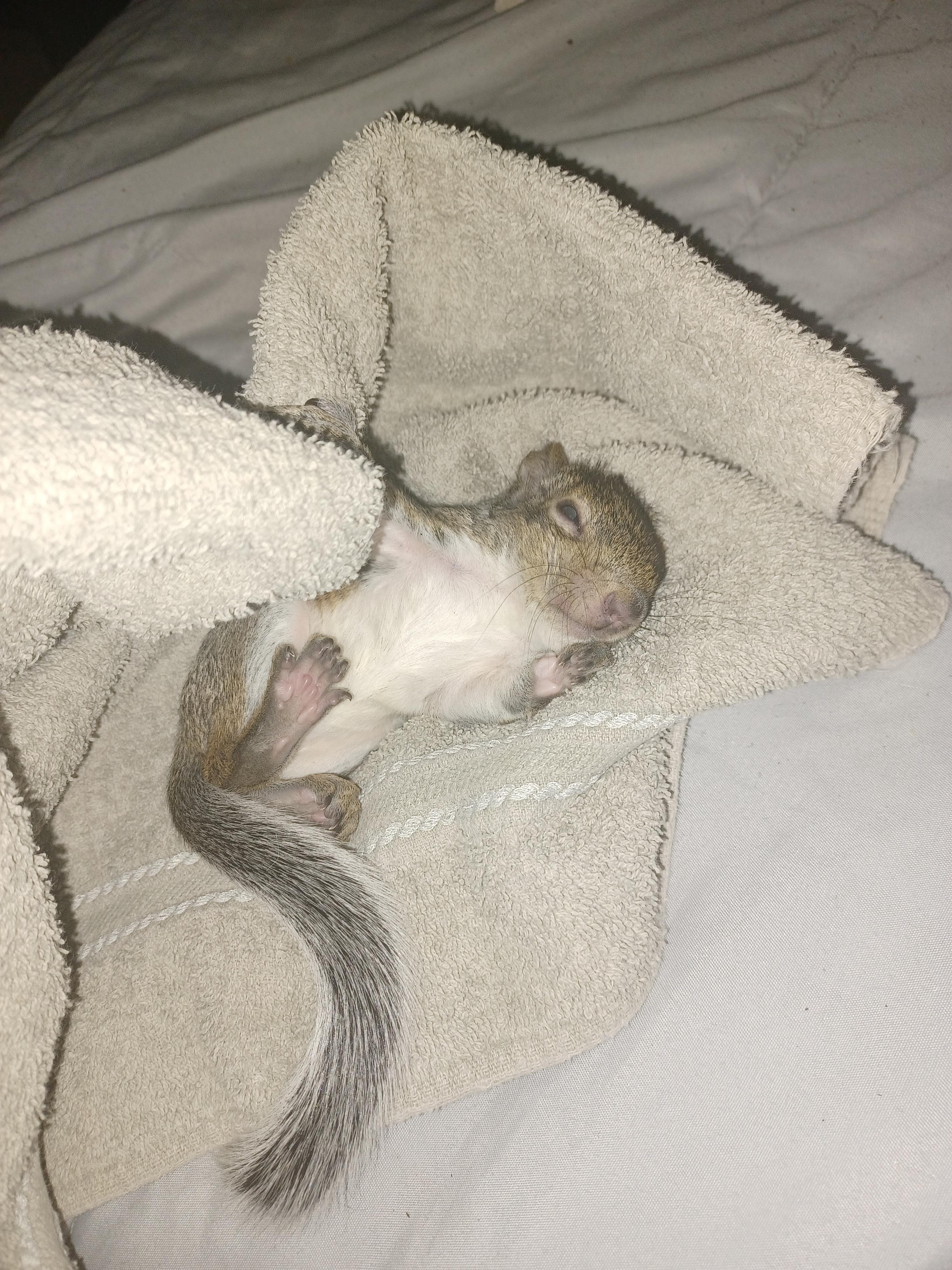 Baby squirrel found. Needs help to care for it. r/squirrels