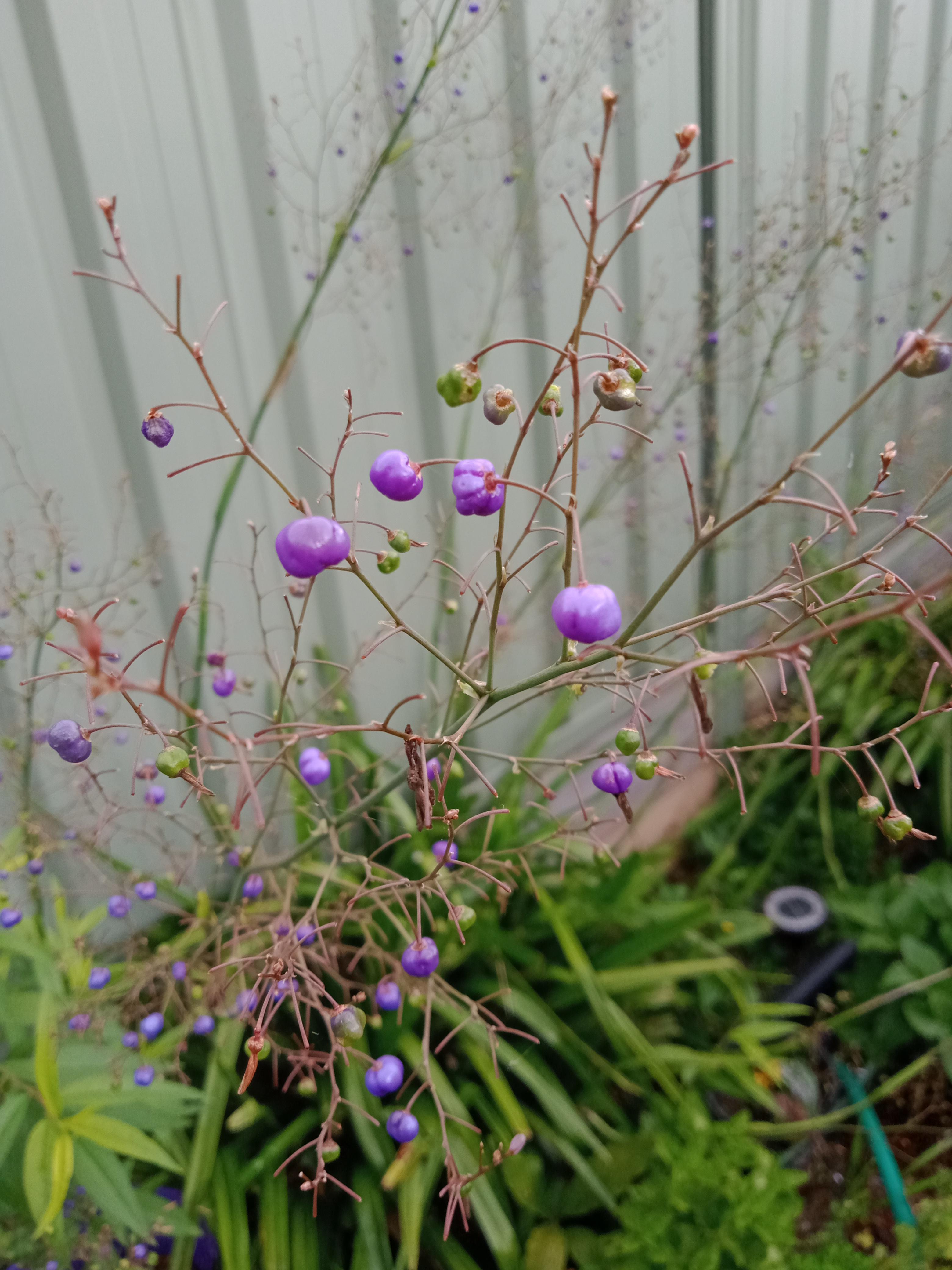 I grow Dianella caerulea, a native plant with edible berries. Where can