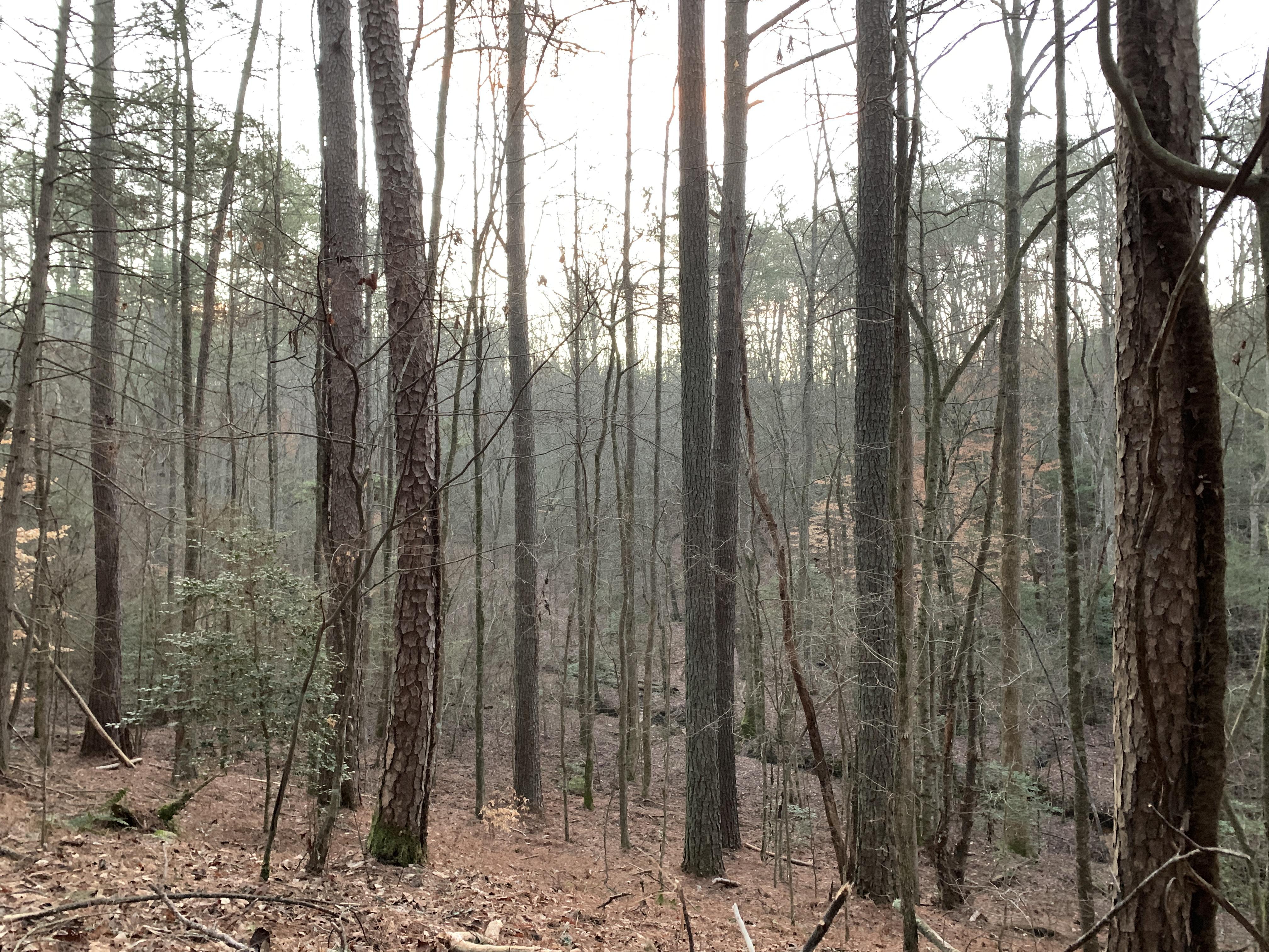 North public land. In search of wild boar and silence. Truly