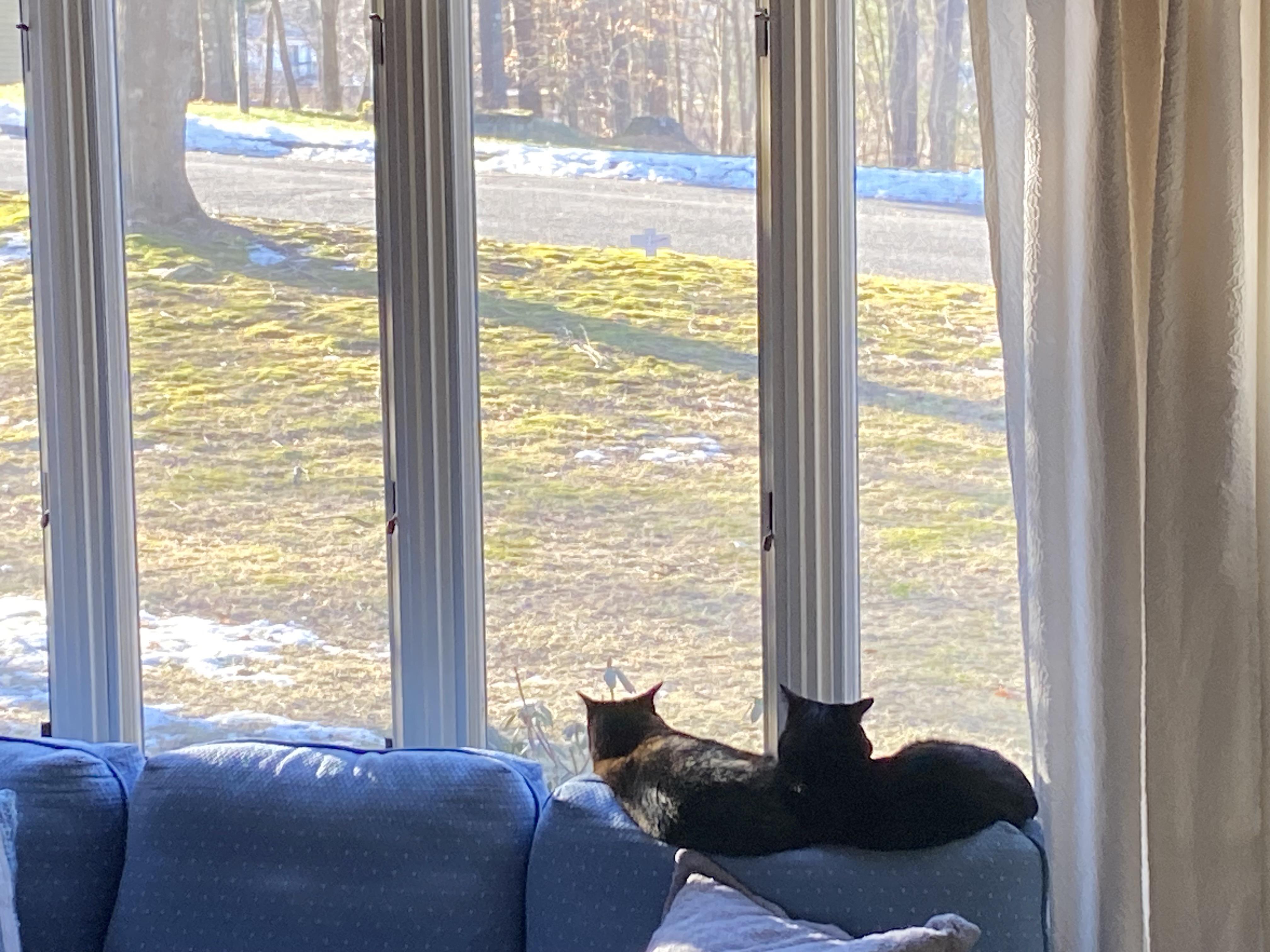 Ash and Smoke surveying the pride lands together. r/Vorties