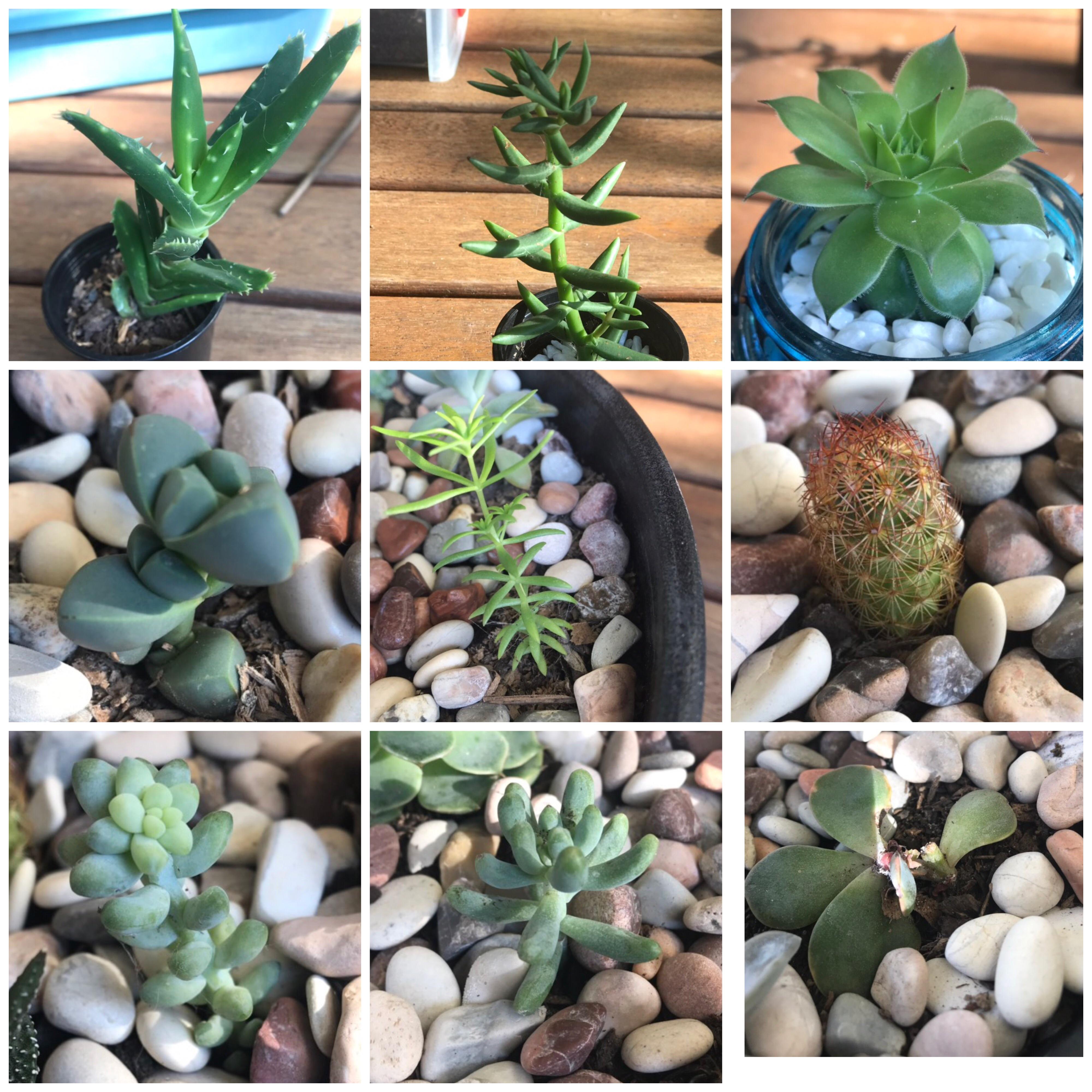 Can you help name my succulents? r/succulents