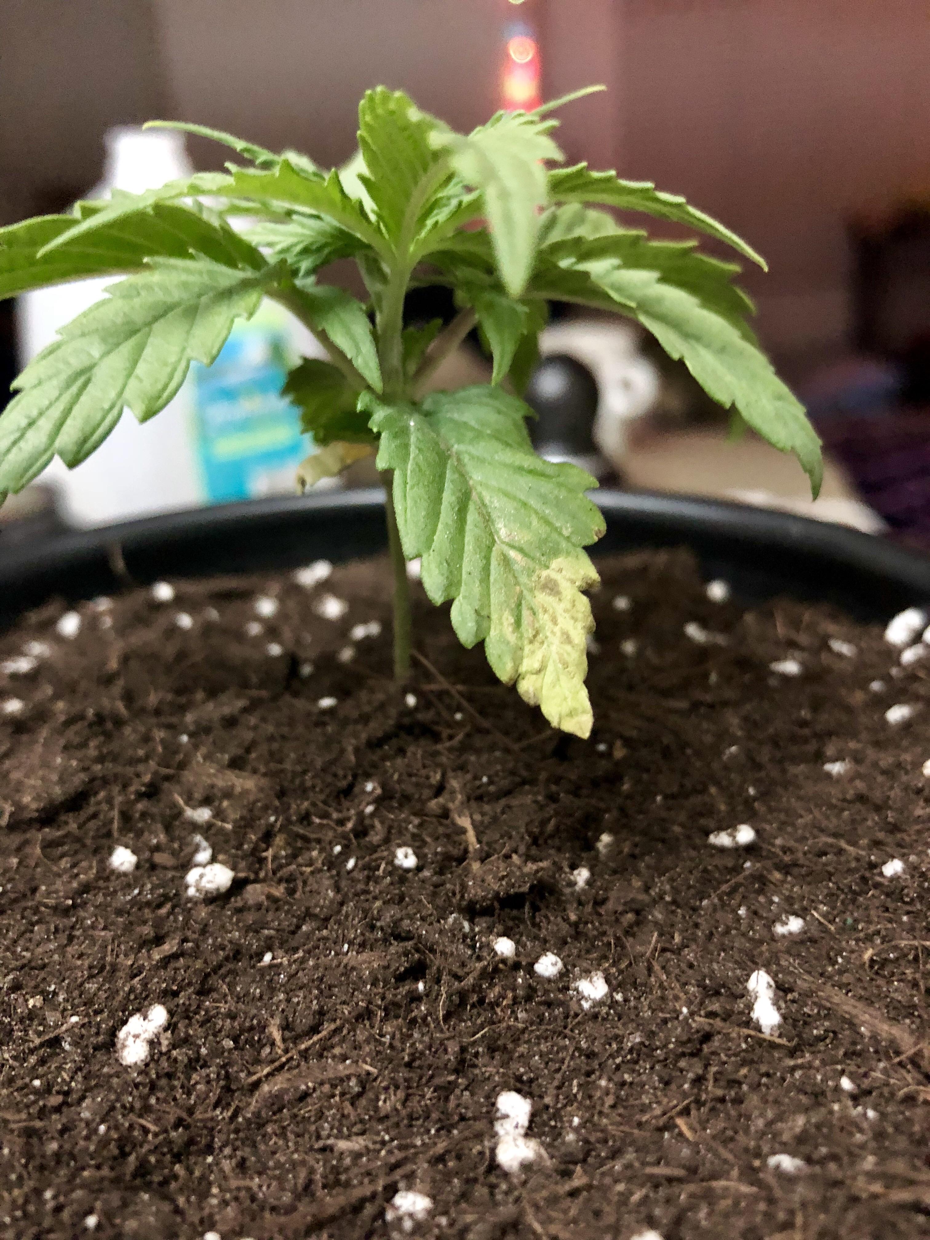 Yellowing, dry and Brittle leaves r/microgrowery