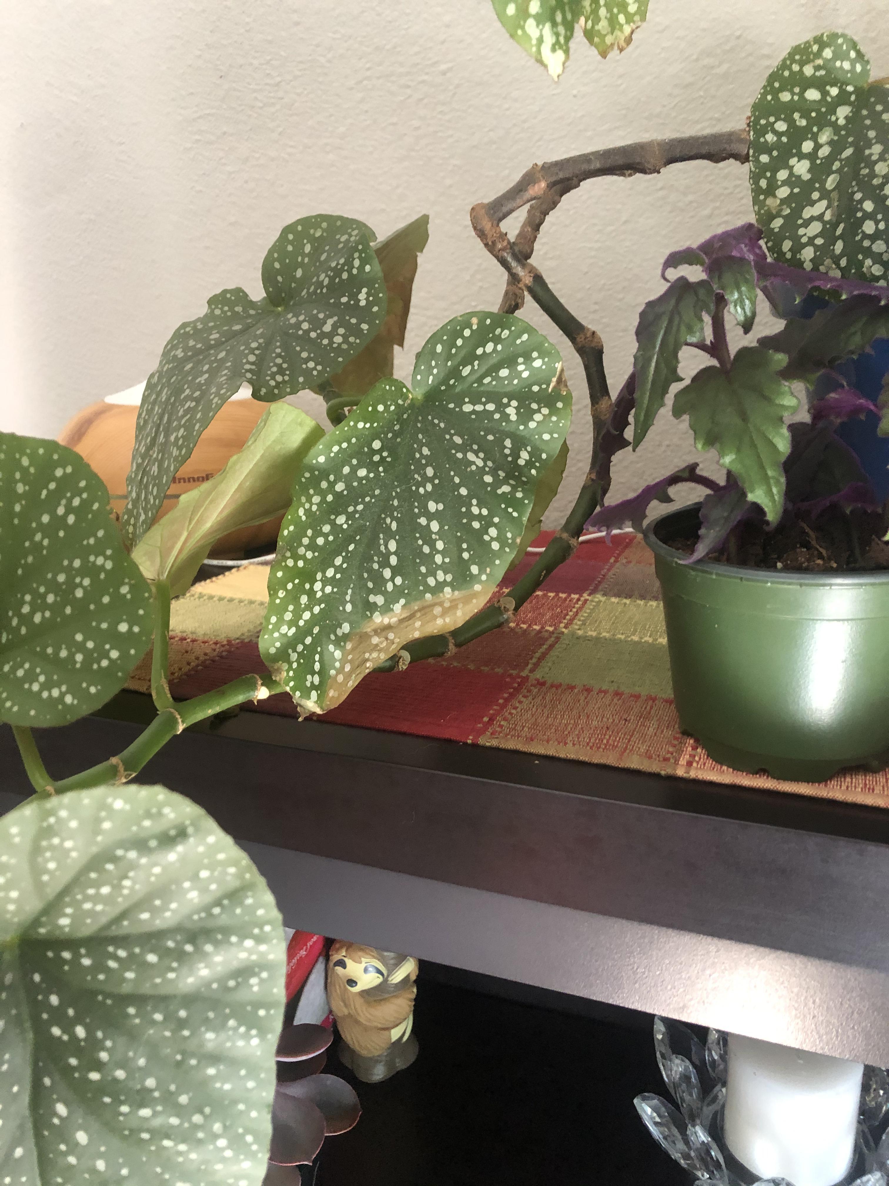 Angel wing begonia leaves turning soft and brown? I have this angel