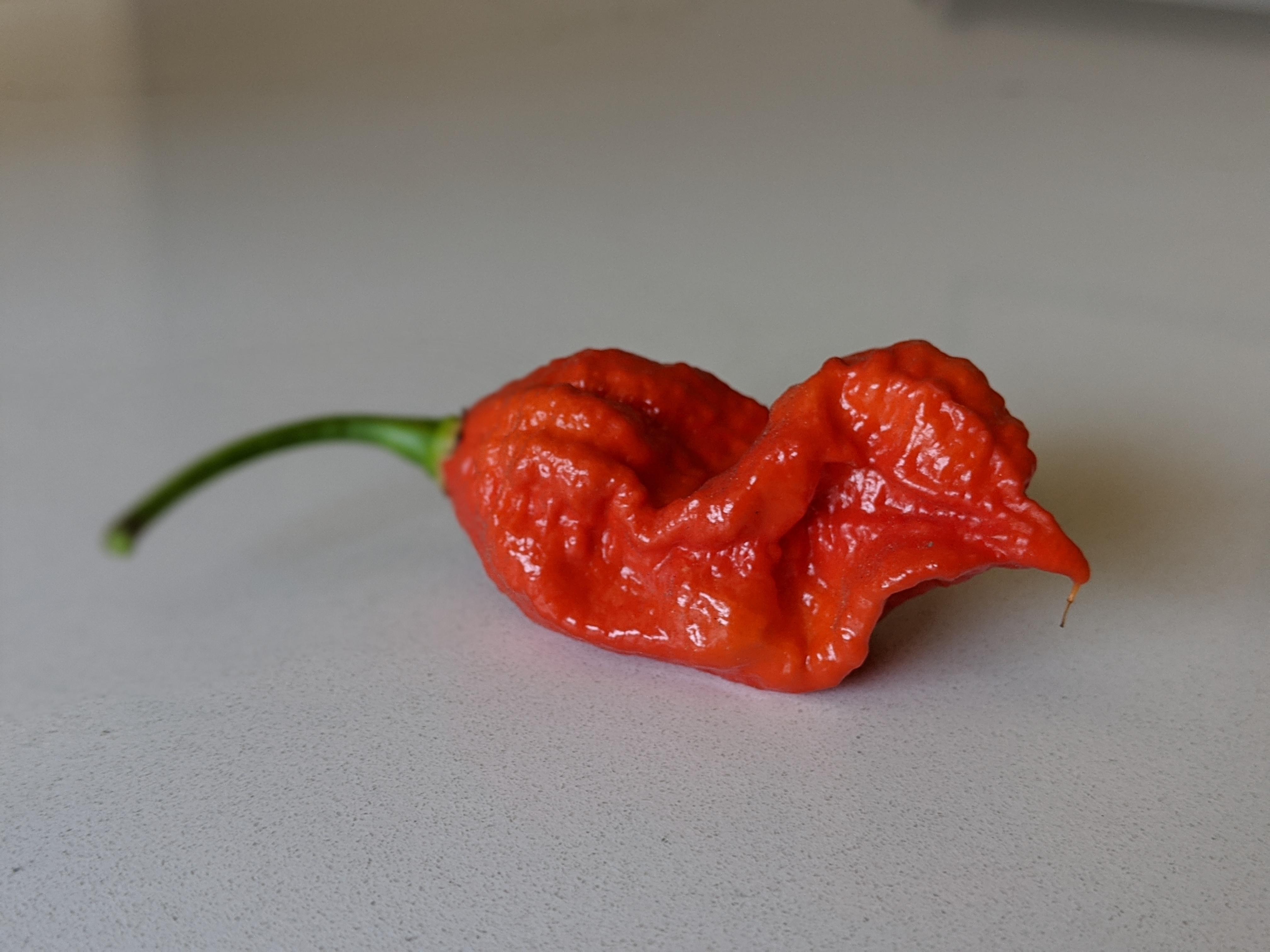 Paint me like one of your French girls...Carolina Reaper r/Peppers