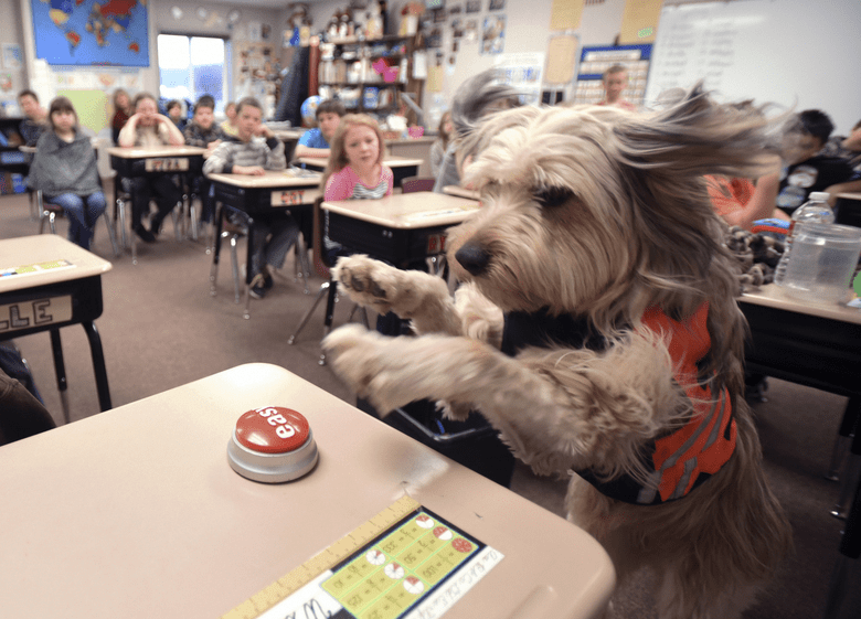 DOG'S FIRST DAY AT SCHOOL! r/doggos