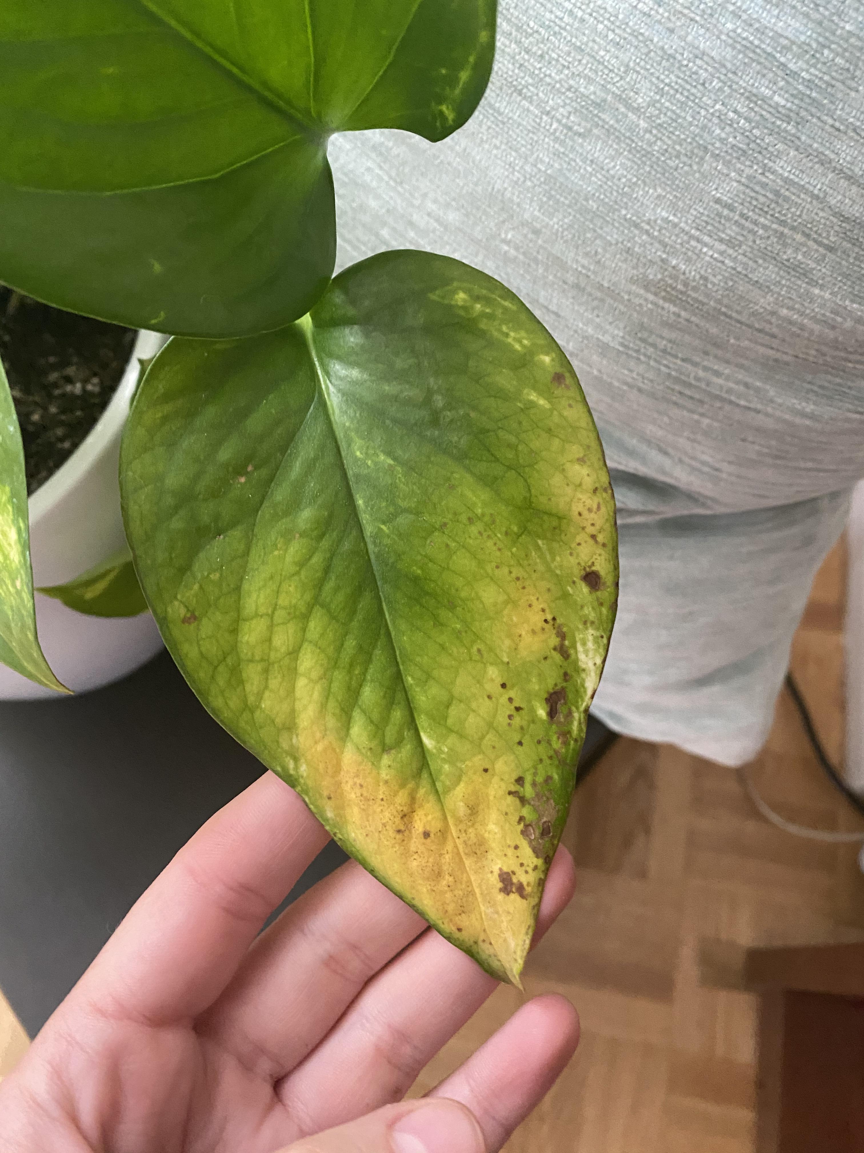 Help! Several leaves on my pothos are turning yellow. r/plantclinic