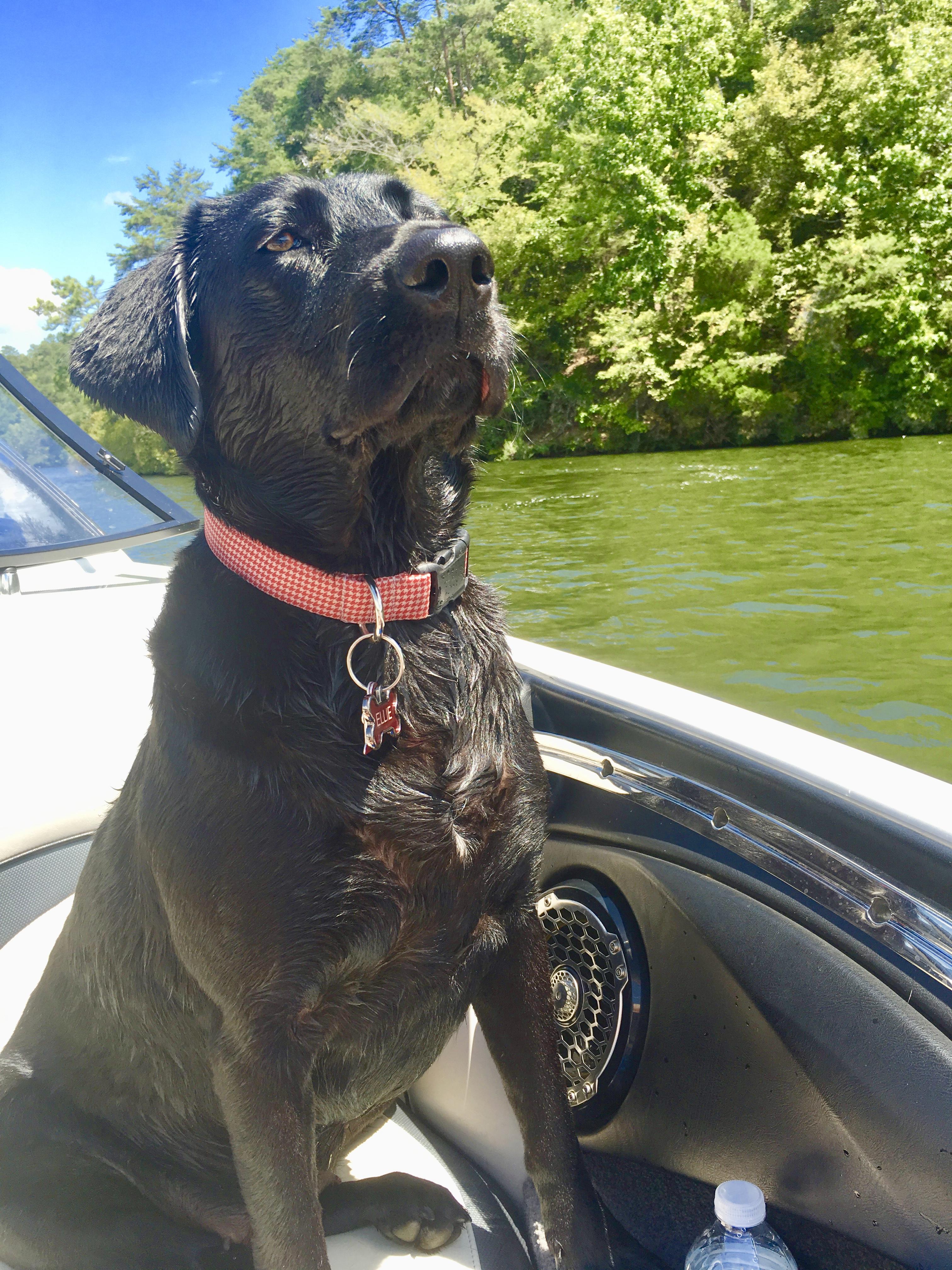 What food do you feed your Labrador? r/labrador