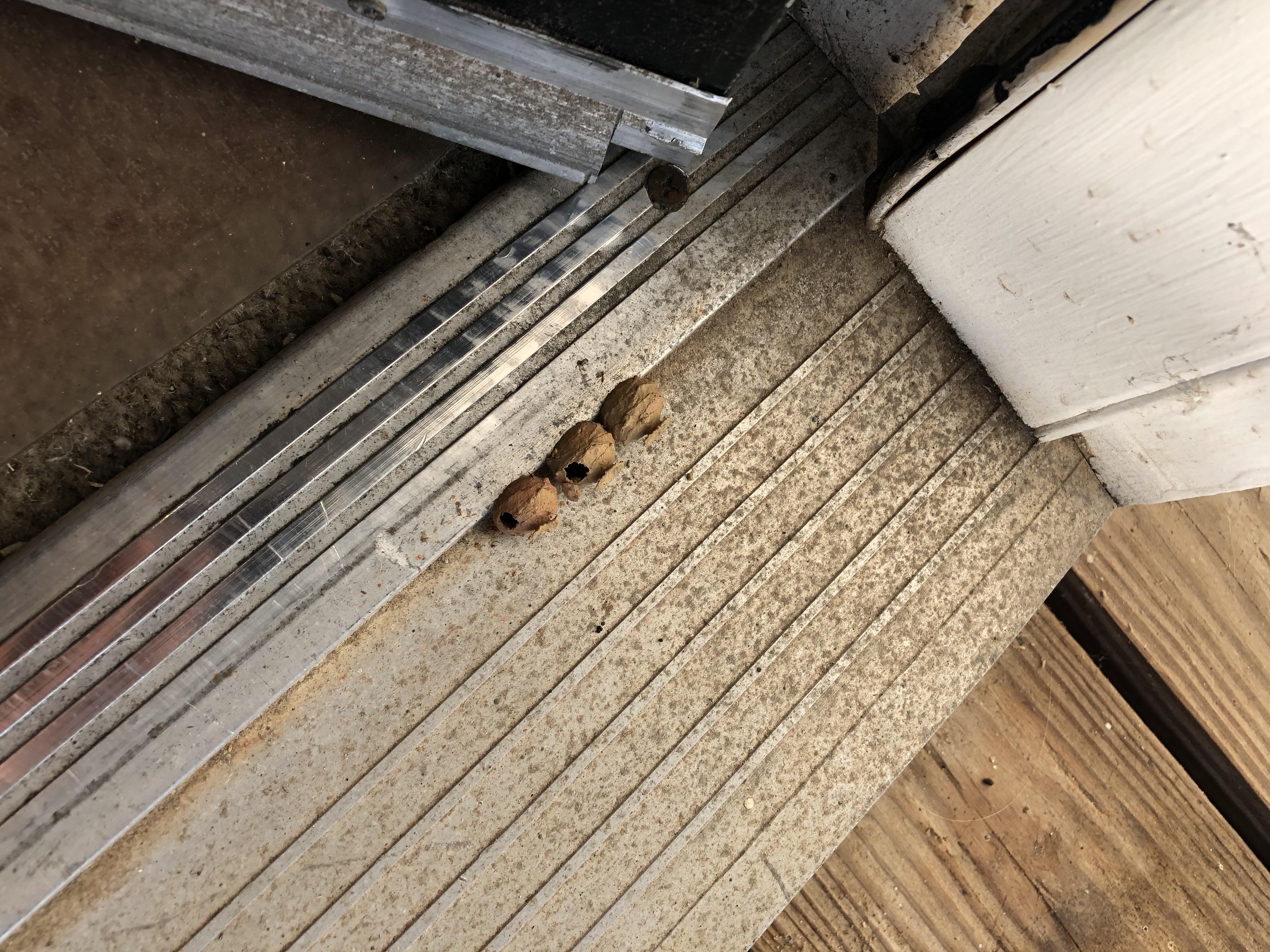 Someone please tell me what these are. Some type of egg placed right by