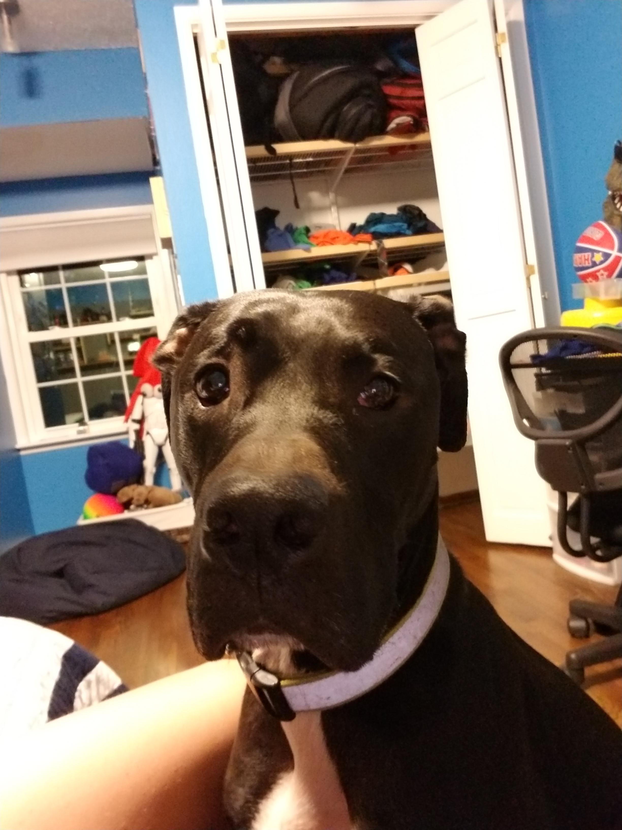 my cute 3 year old dog r/aww