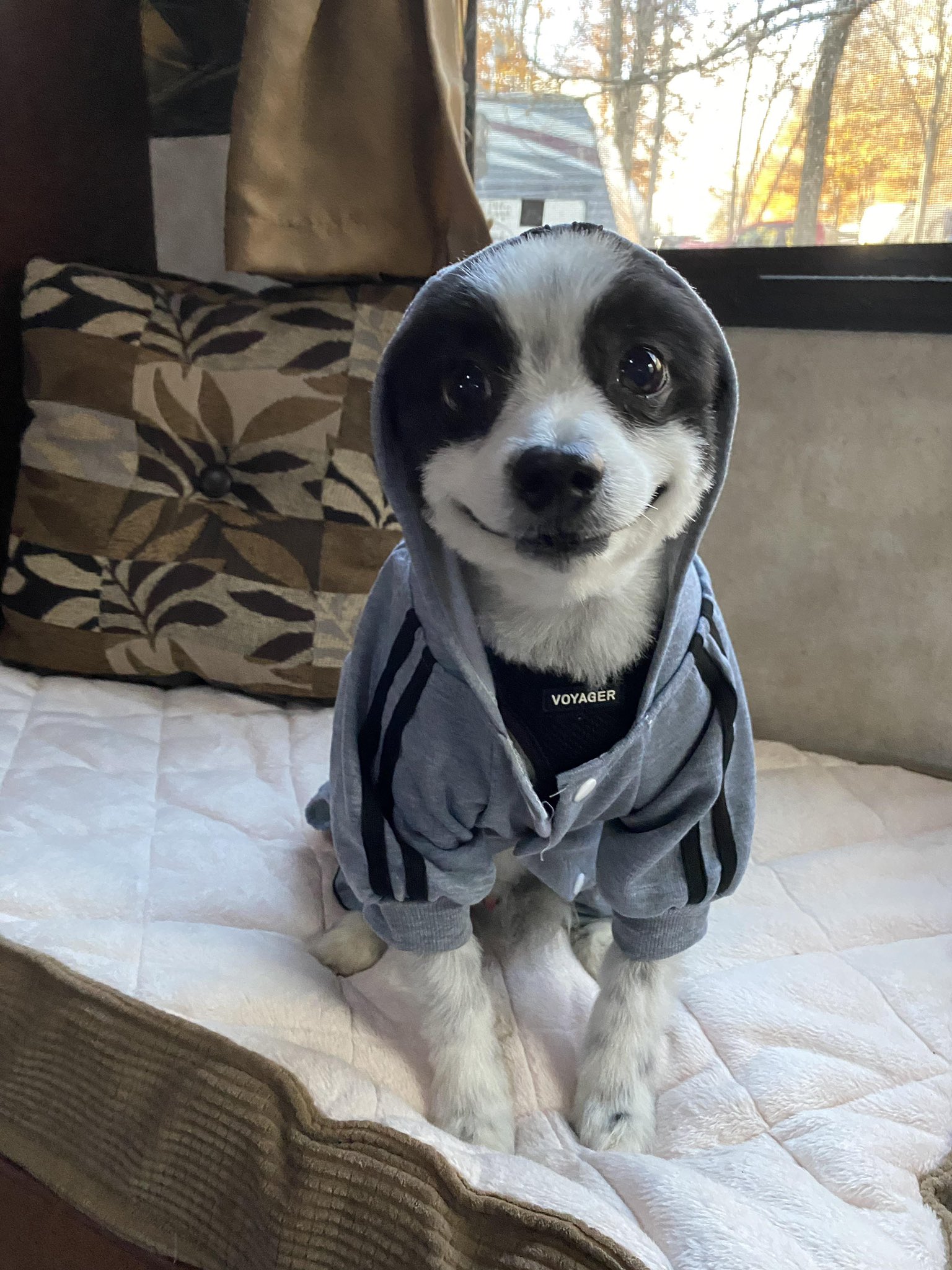PsBattle This dog in hoodie