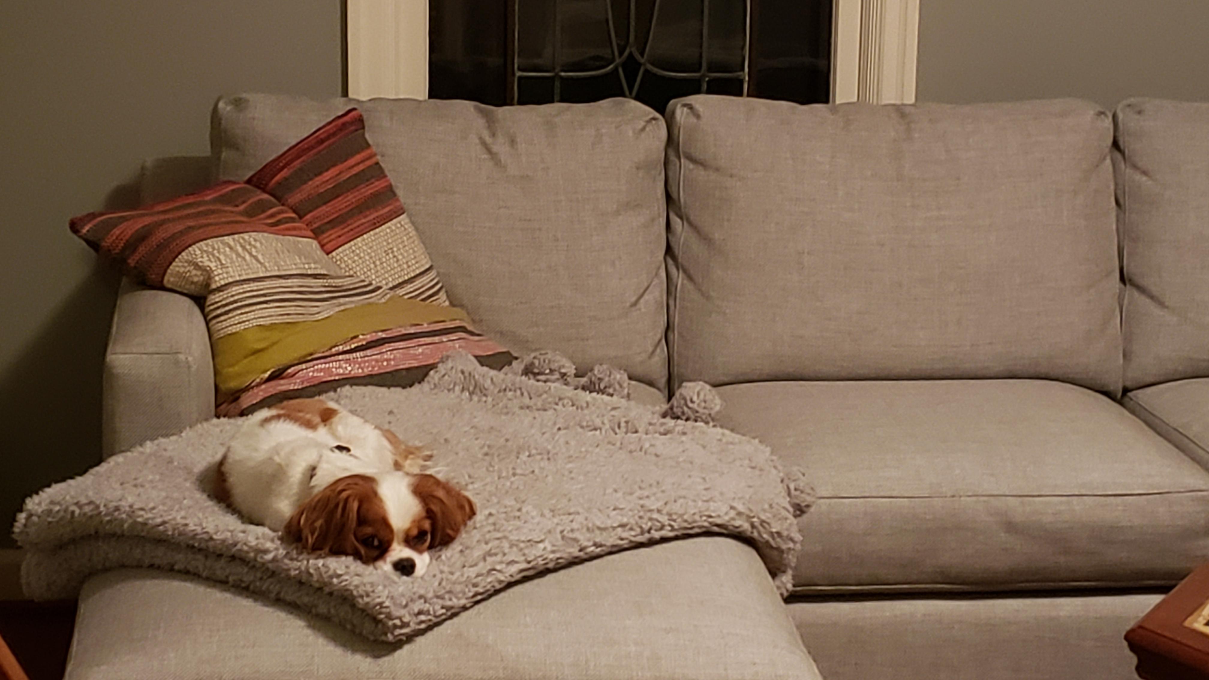 When u search for a suspiciously quiet dog and find them resting r/aww