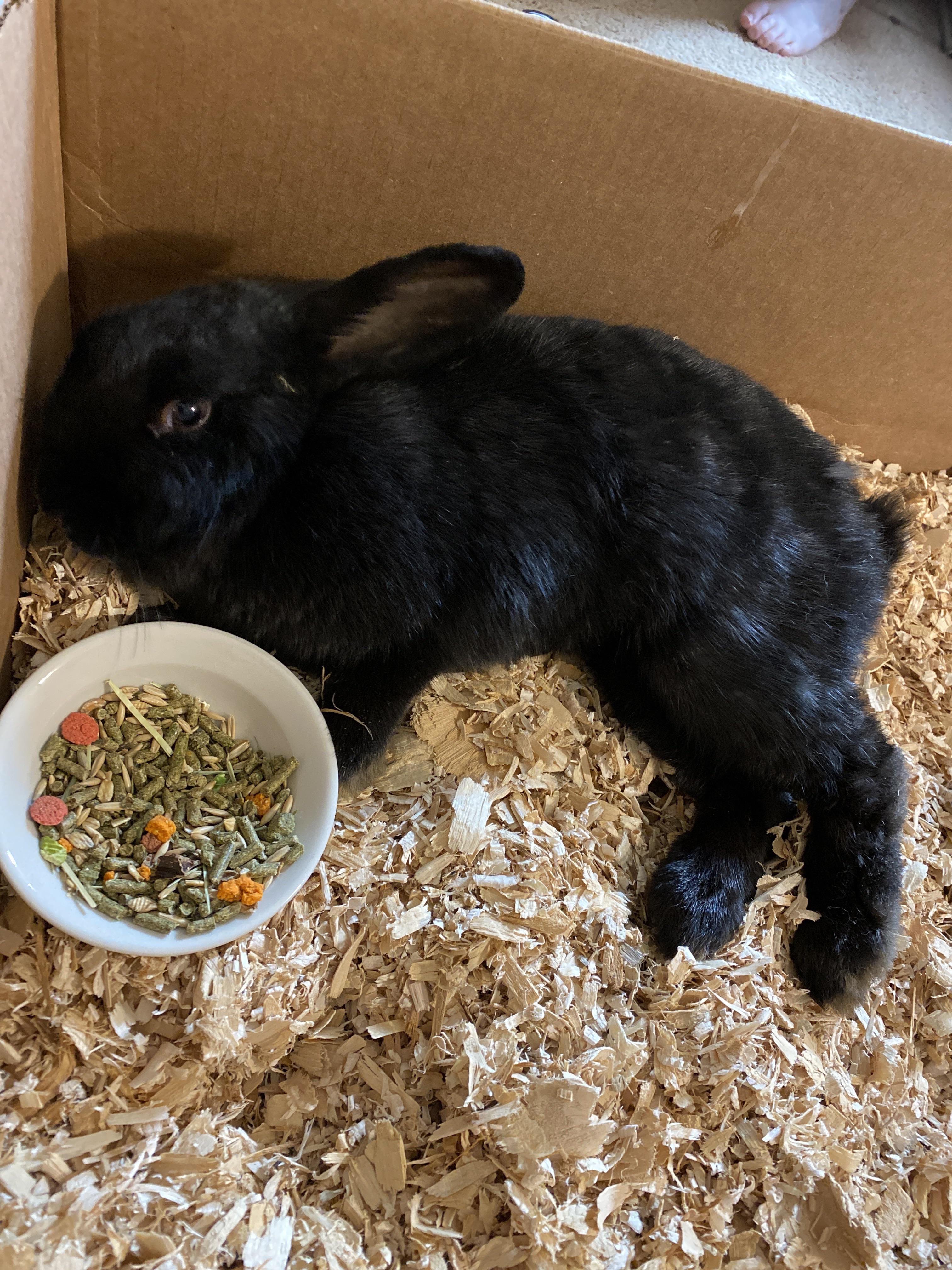 My gf’s dad found this rabbit hurt in his yard, and we need some help