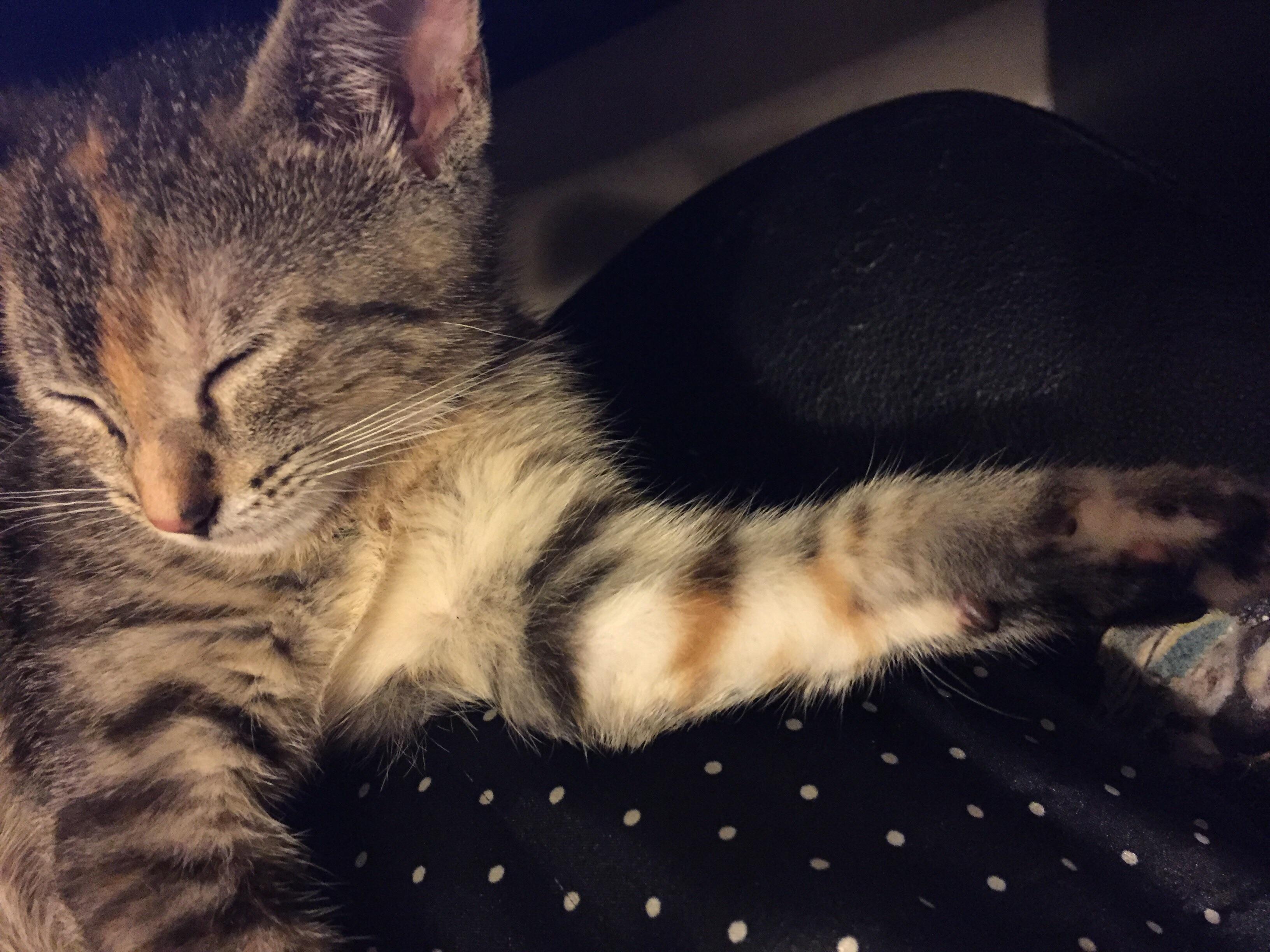 My grey tabby kitten has a spot of orange on her that continues her stripes r/mildlyinteresting