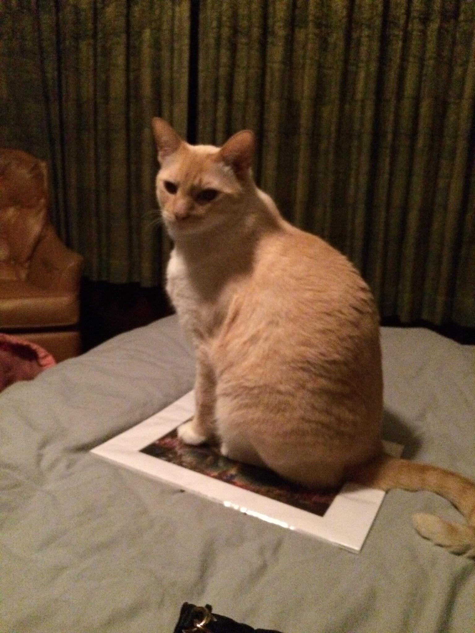 Spiteful airbnb cat finds a seat on my new painting AnimalsBeingJerks
