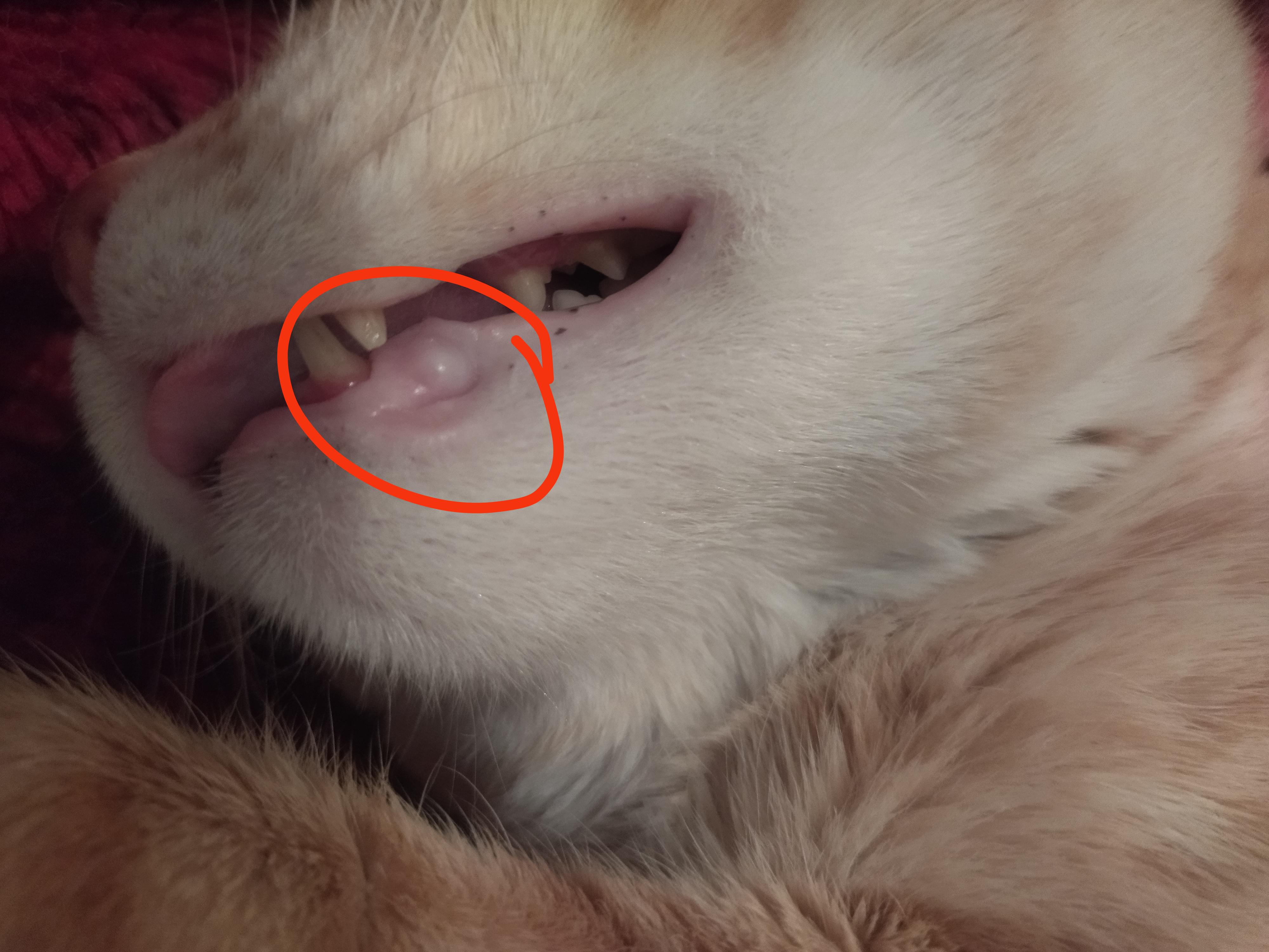 I noticed this in my cat mouth, is it something I should worry about
