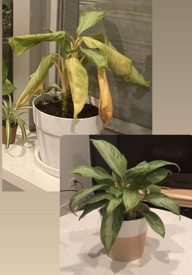 Help! My Chinese evergreen has been dying since repotting. It was doing