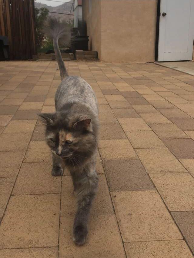 Queen of the concrete jungle r/cats