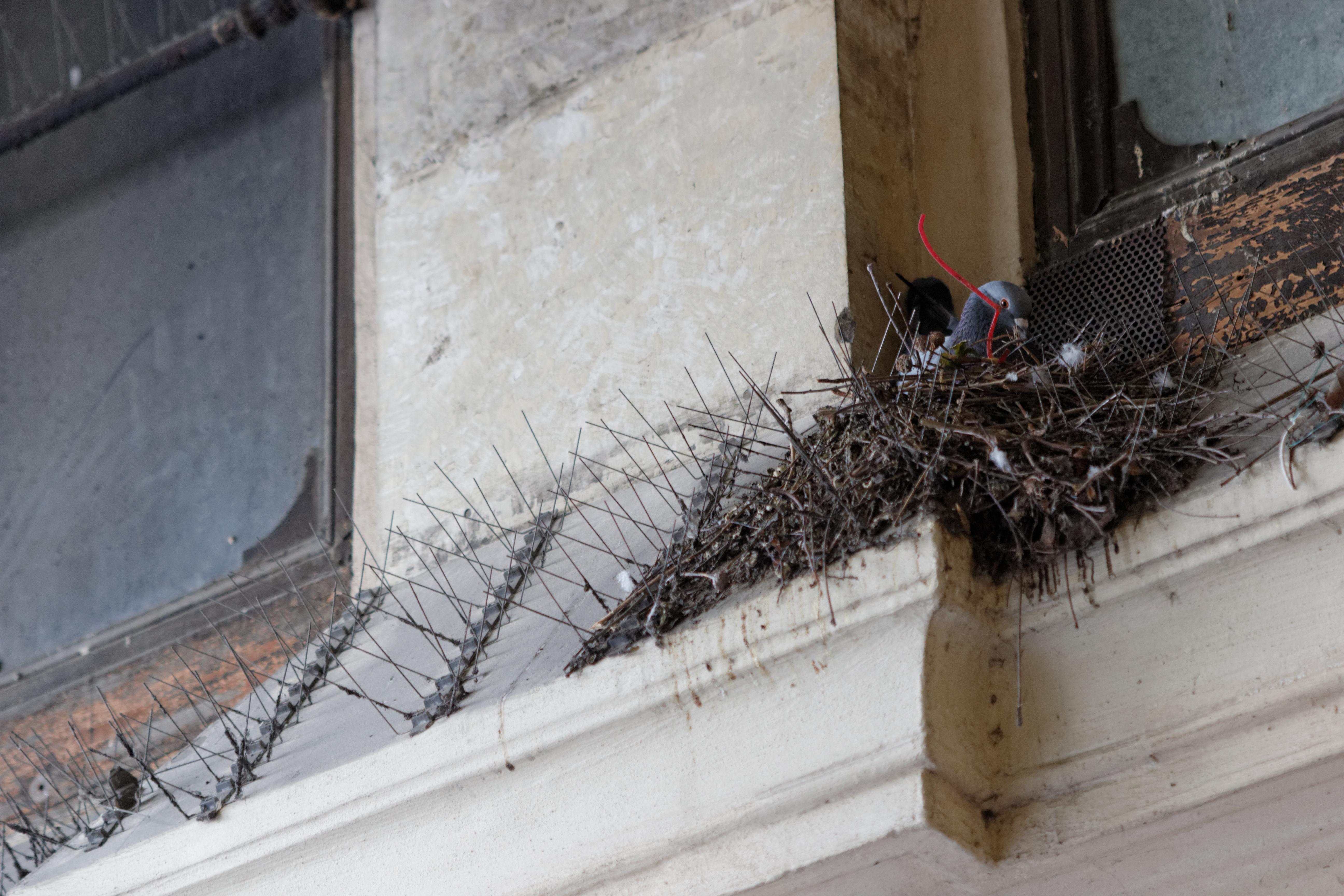 A pigeon uses antibird spikes to create an even bigger nest r