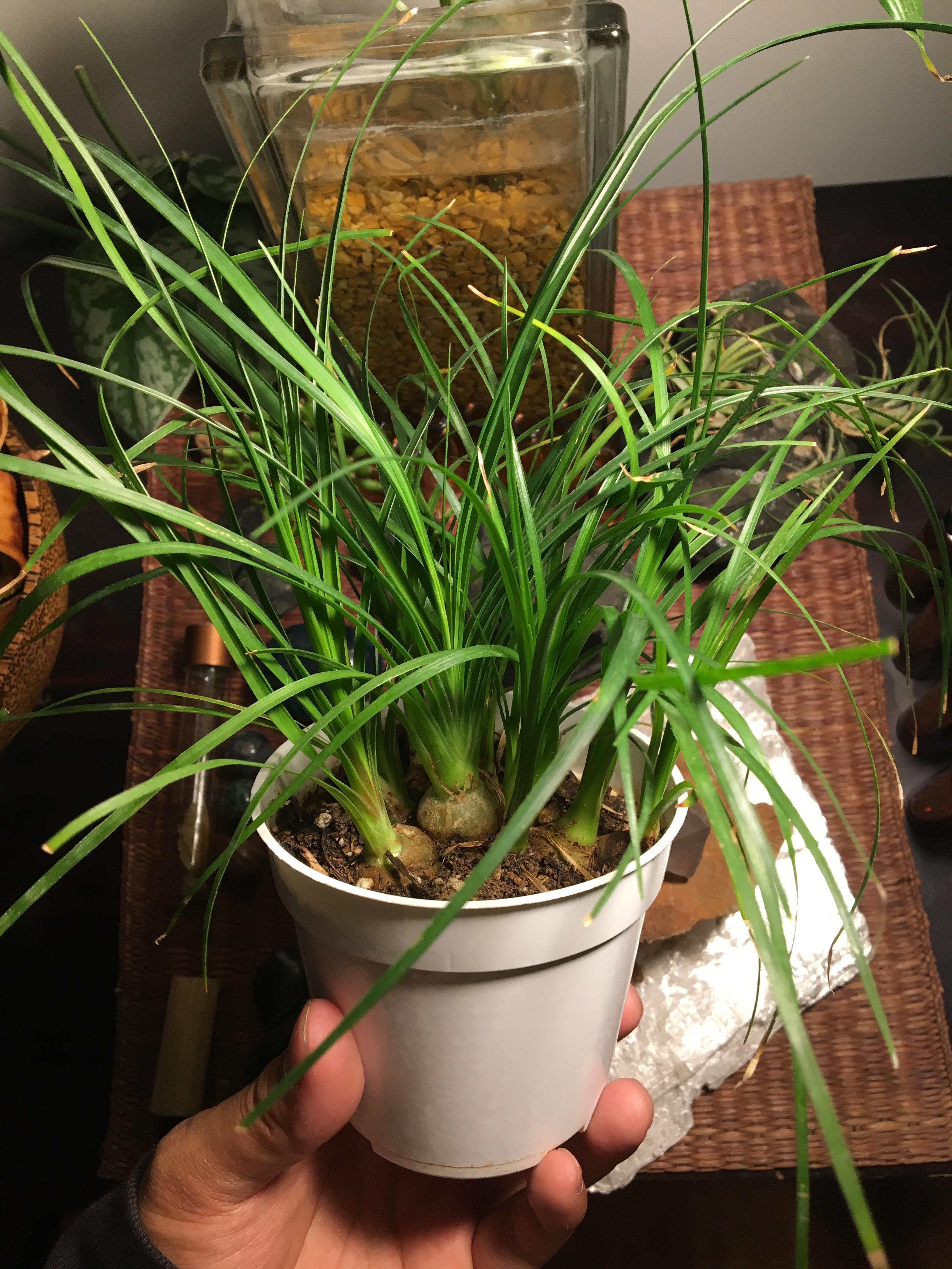 What is this plant? Ive posted a similar plant here before and they say