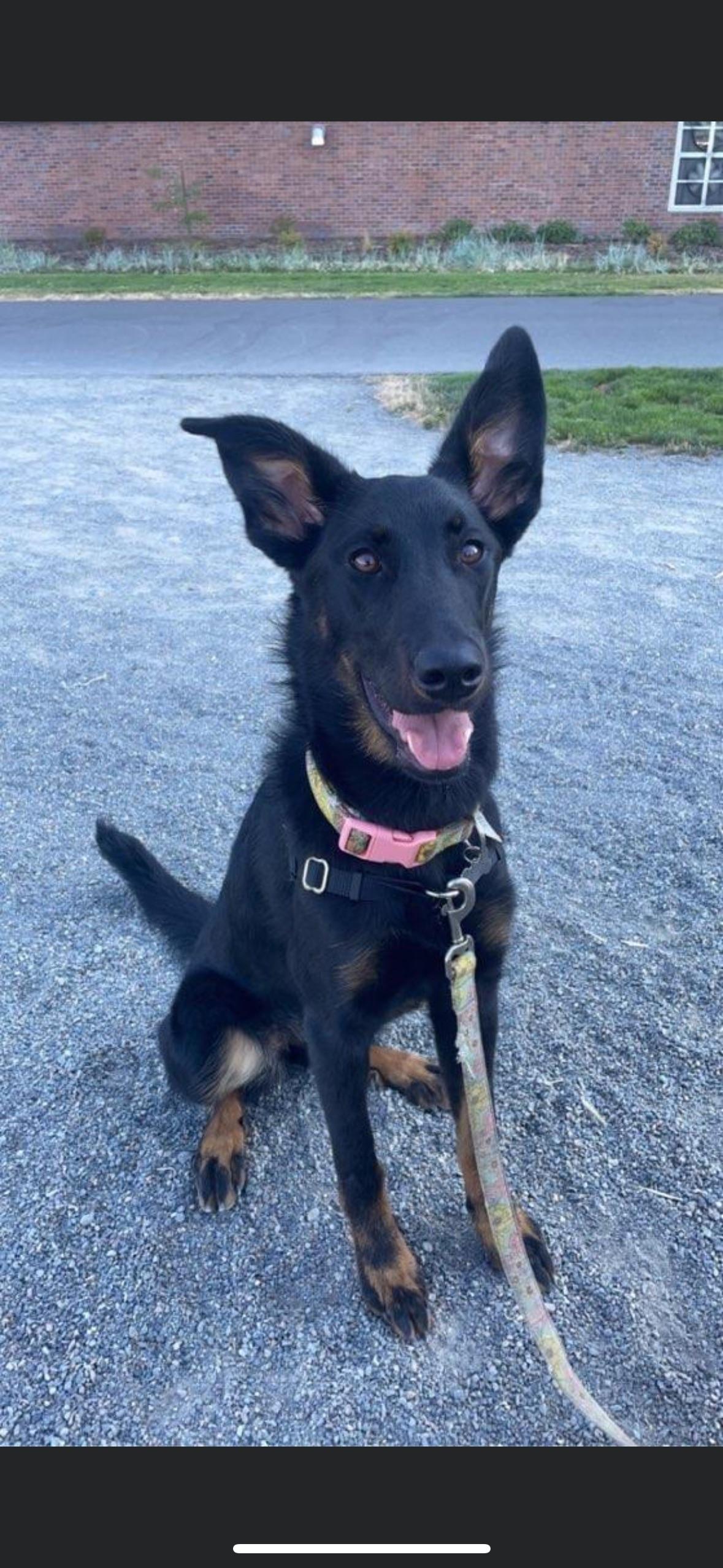 Best Beauceron Posts Reddit