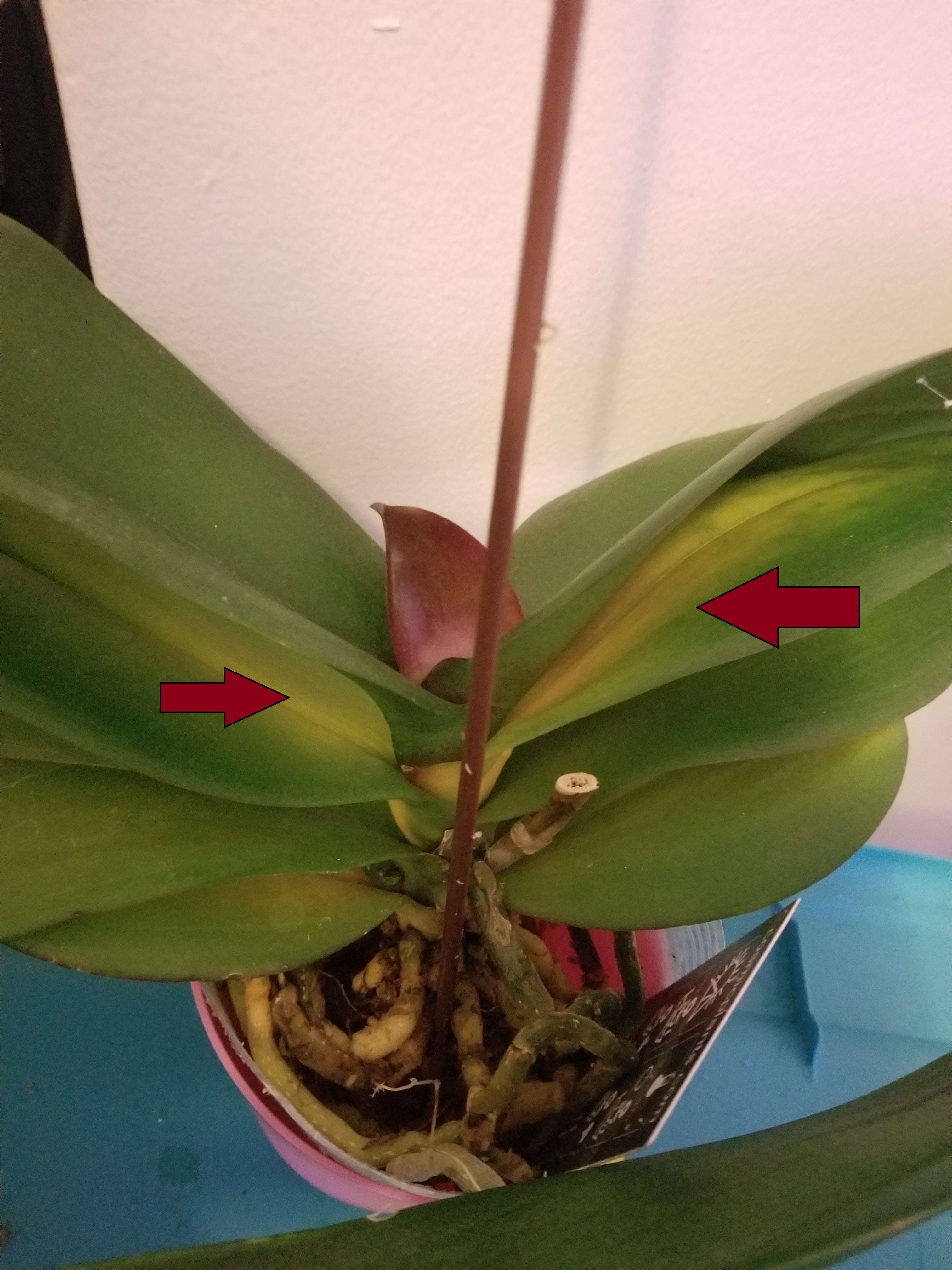 Urgent Orchid Advice Withering/Yellow Lower Leaves Orchid Board Most Complete Orchid Forum