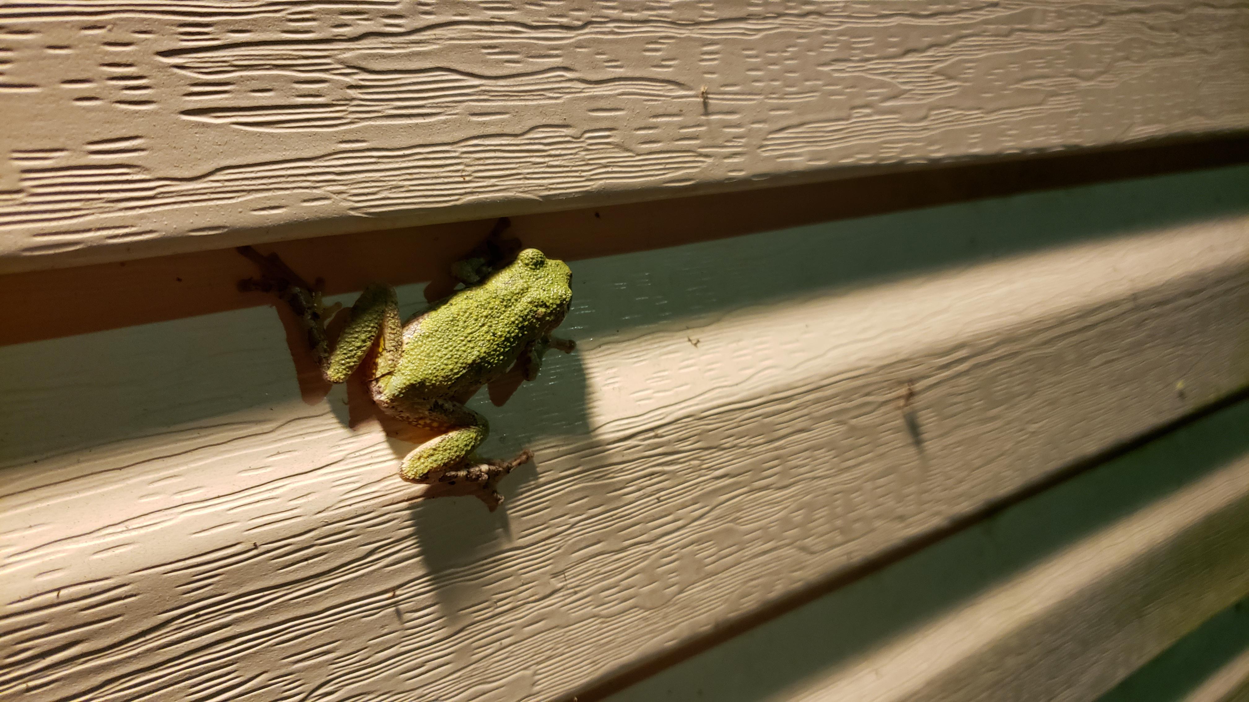 A Frog that Lives on my Porch, Which I have Affectionately Named "Porch