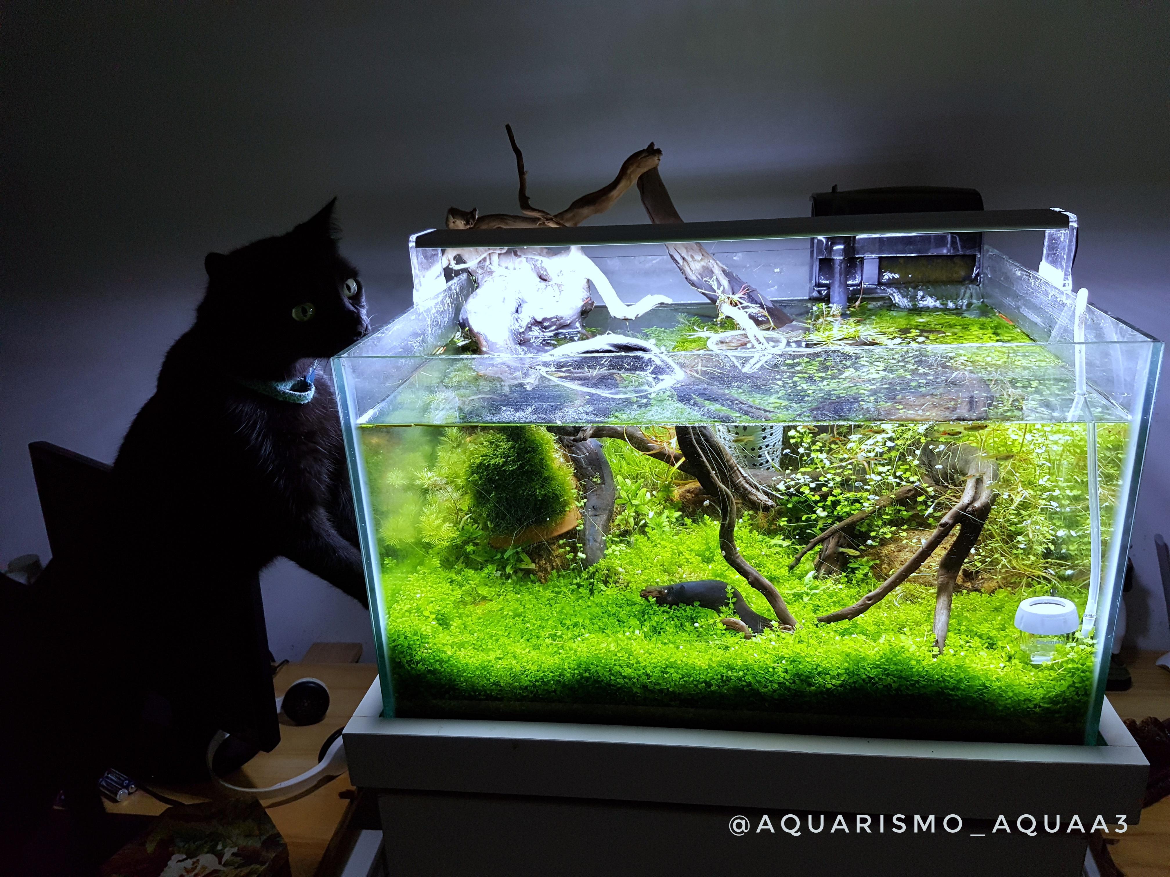 My black cat Aquariums