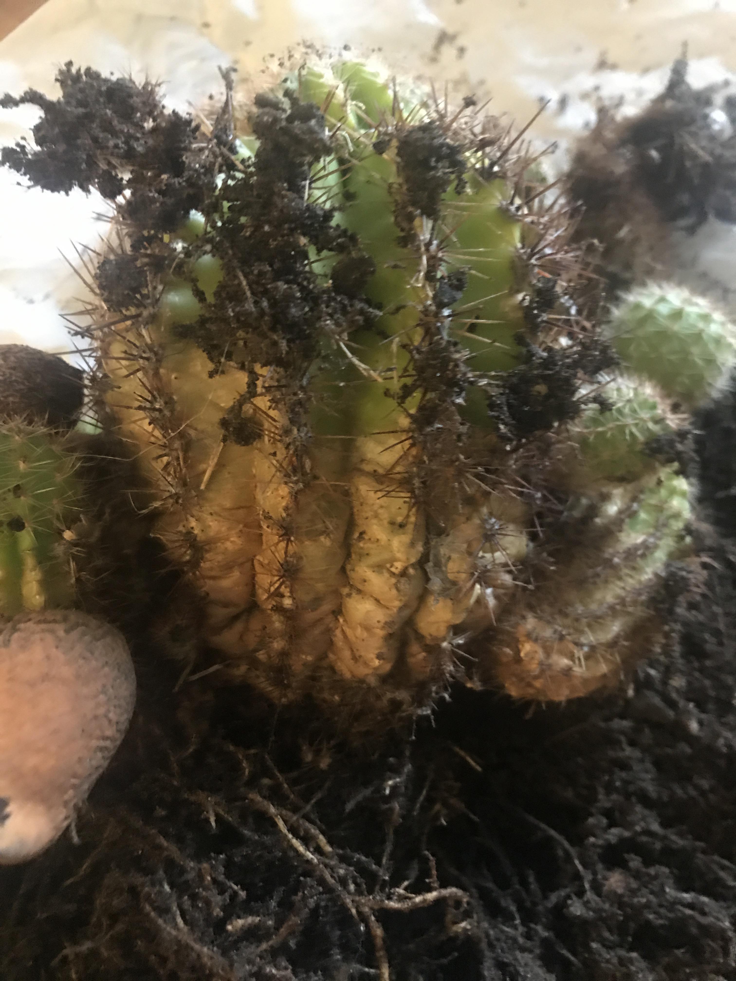 Guys, what’s happening here? I’m trying to save it, needs new soil as