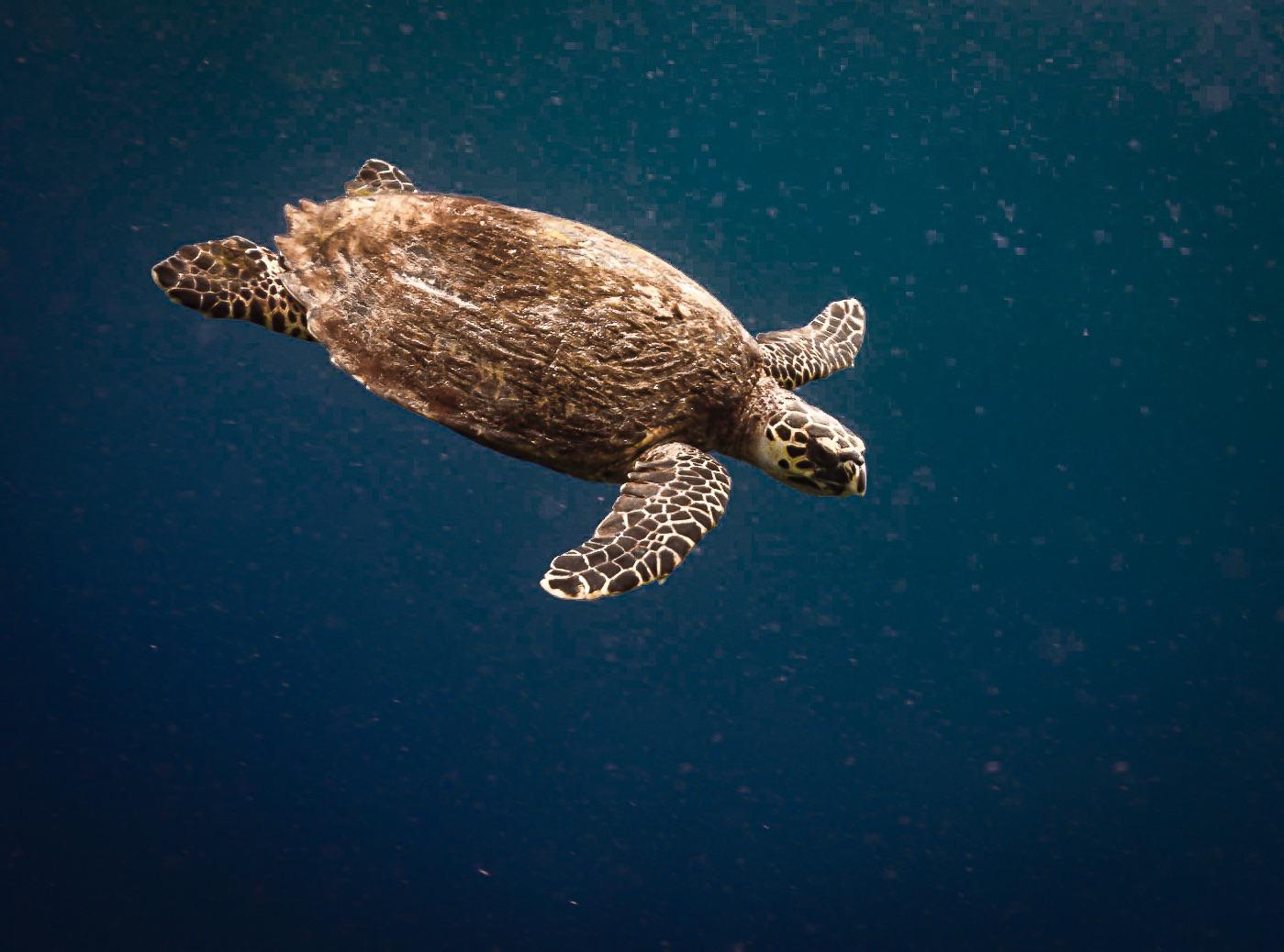 Brownie the hawksbill sea turtle from Mactan Cebu r/scubadiving
