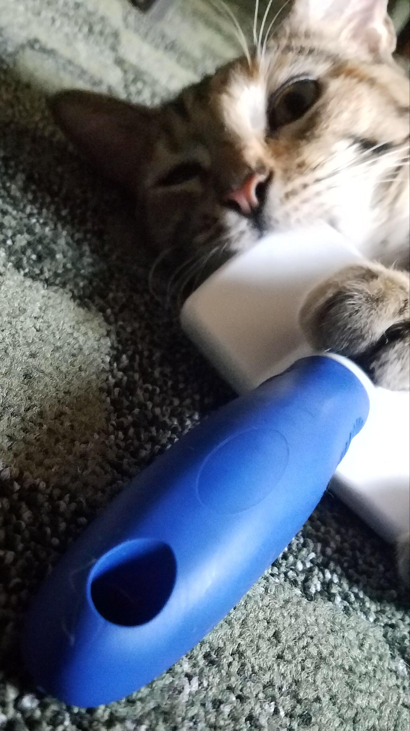 Not recent, but here's my cat eating her hair brush. r/AnimalsBeingDerps