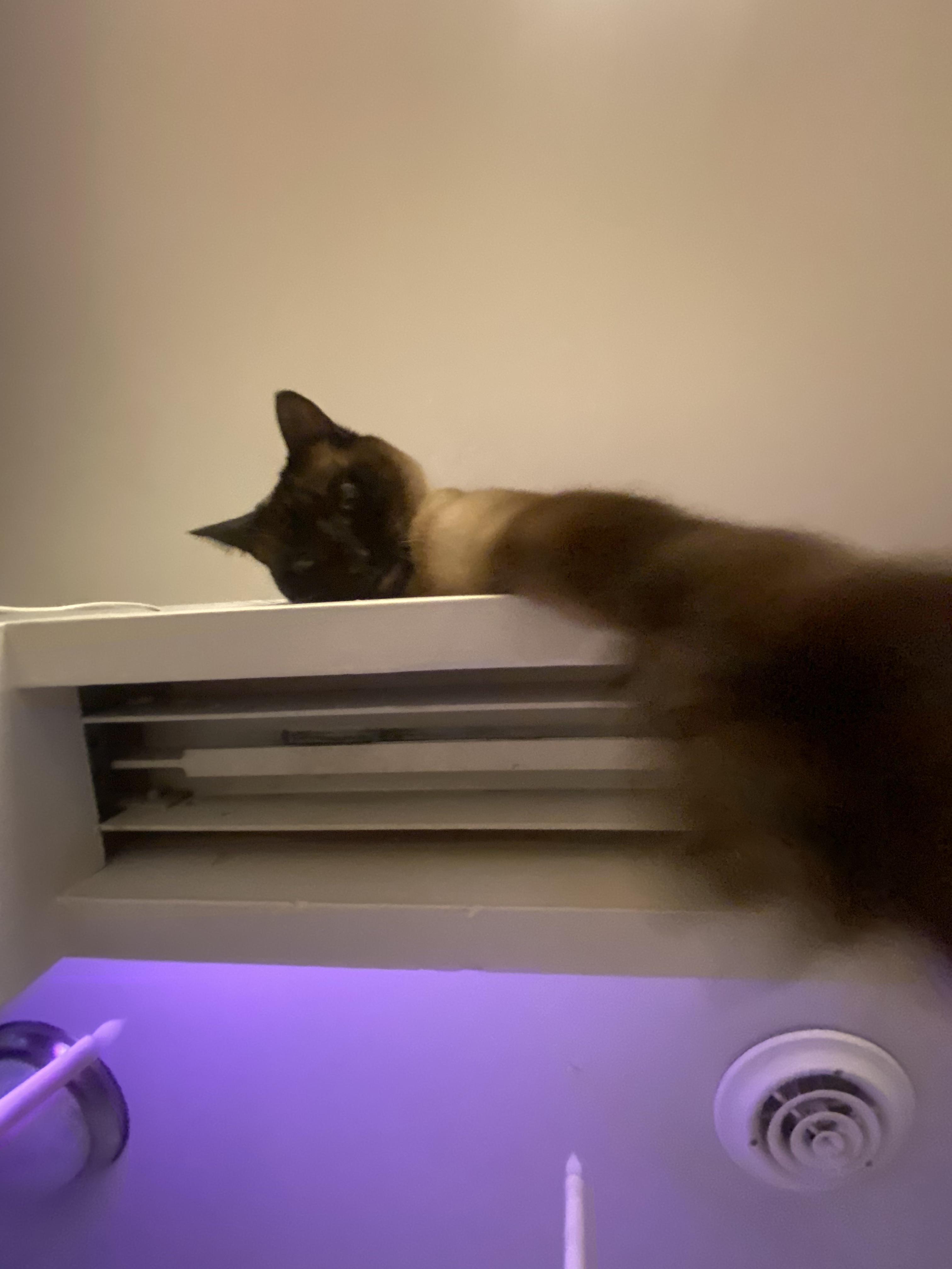 Walked under the perch my cat likes to sleep on and felt something