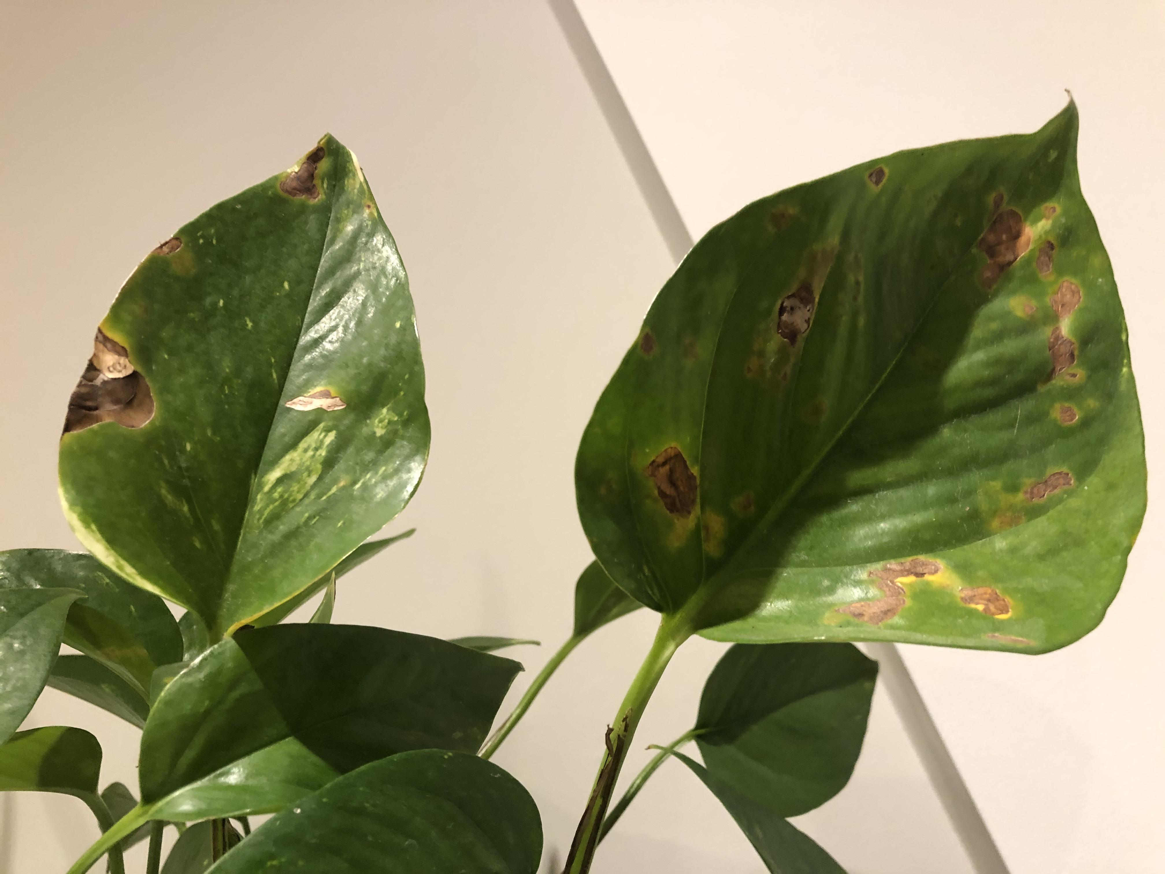 My devil’s ivy has developed a lot of brown spots recently. What could