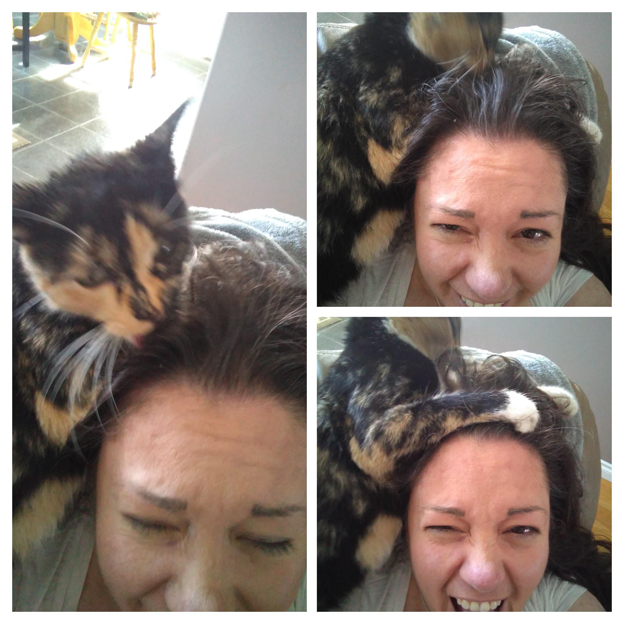 My moms cat grooming me! Lmao! r/cats