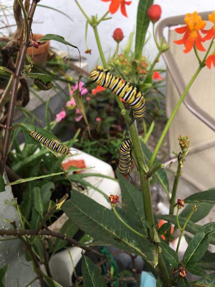 From my parents butterfly garden in Fort Myers Fl r/Butterflies