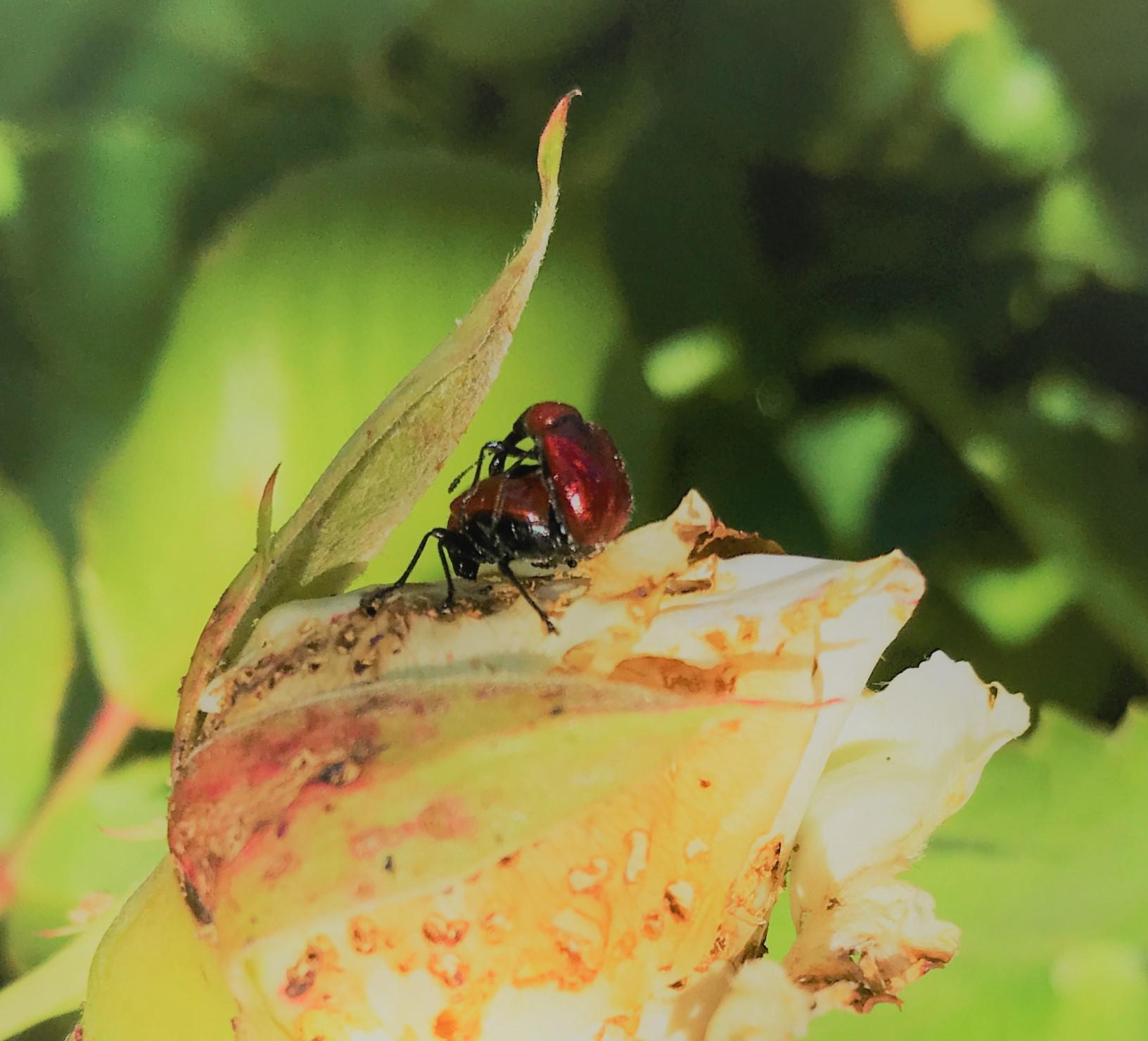 Bugs Bothering My Roses? whatsthisbug