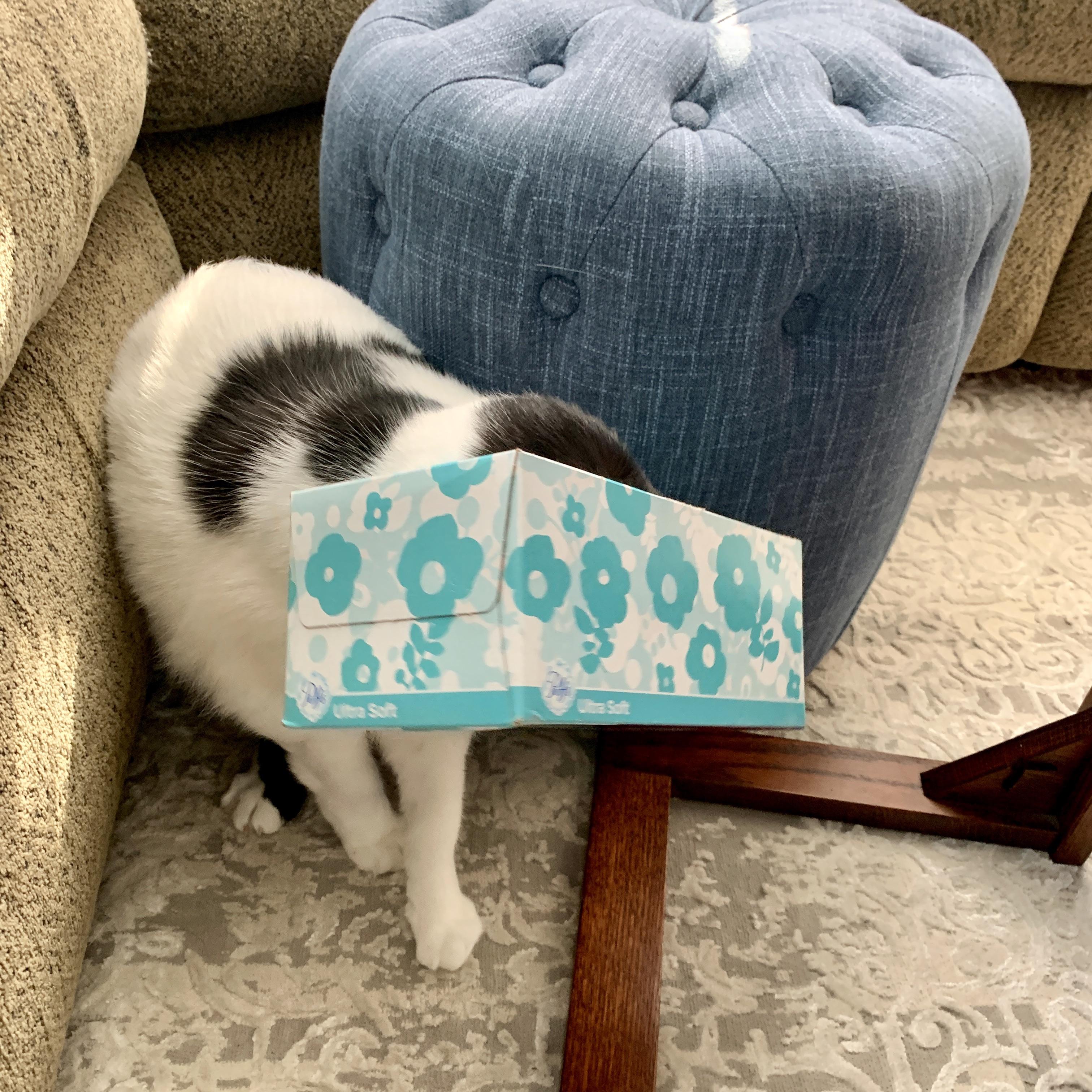 Stuck his head in it, then promptly fell off the couch r/cats