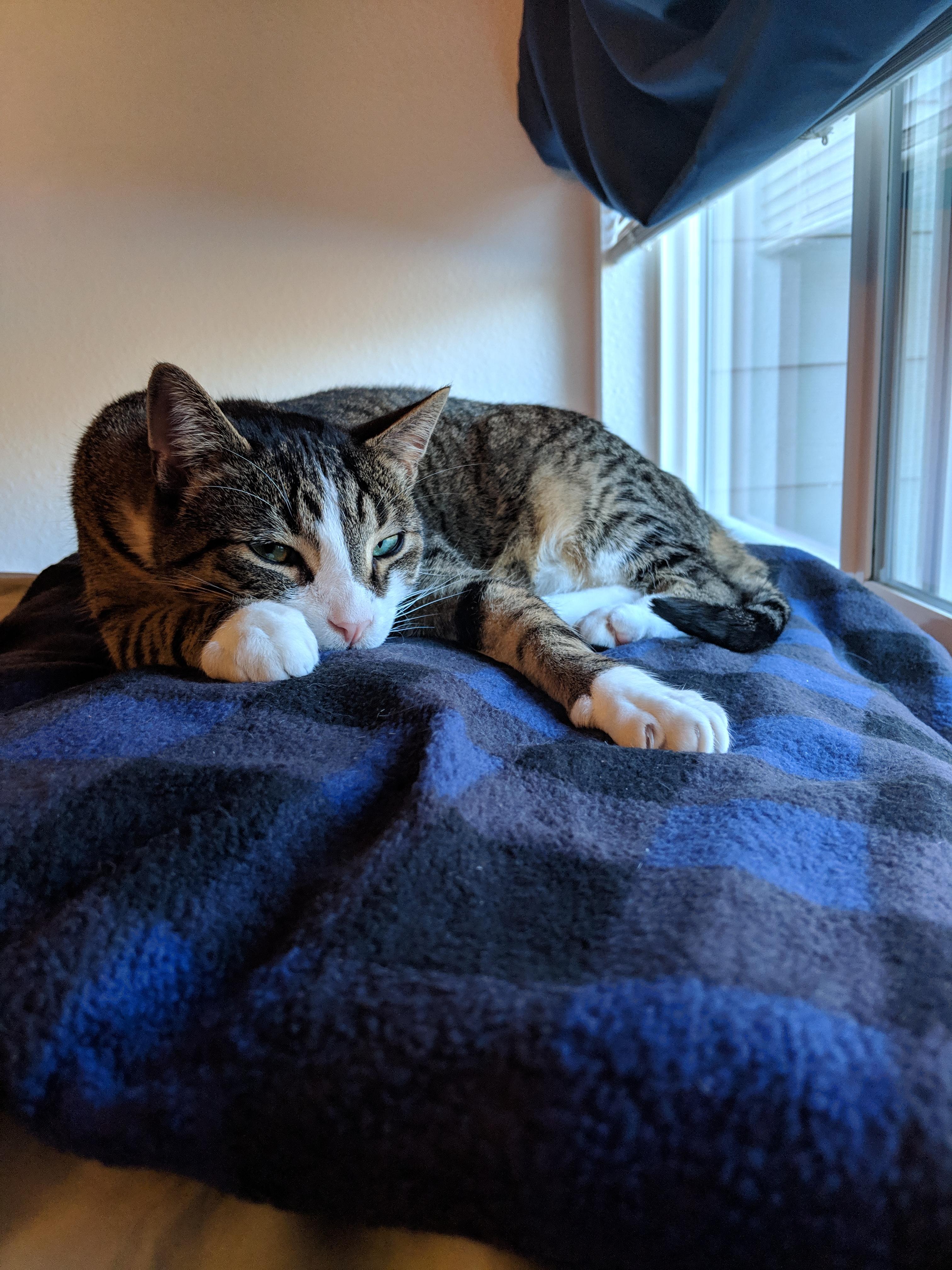 Cat In Heated Blanket Cat Meme Stock Pictures and Photos