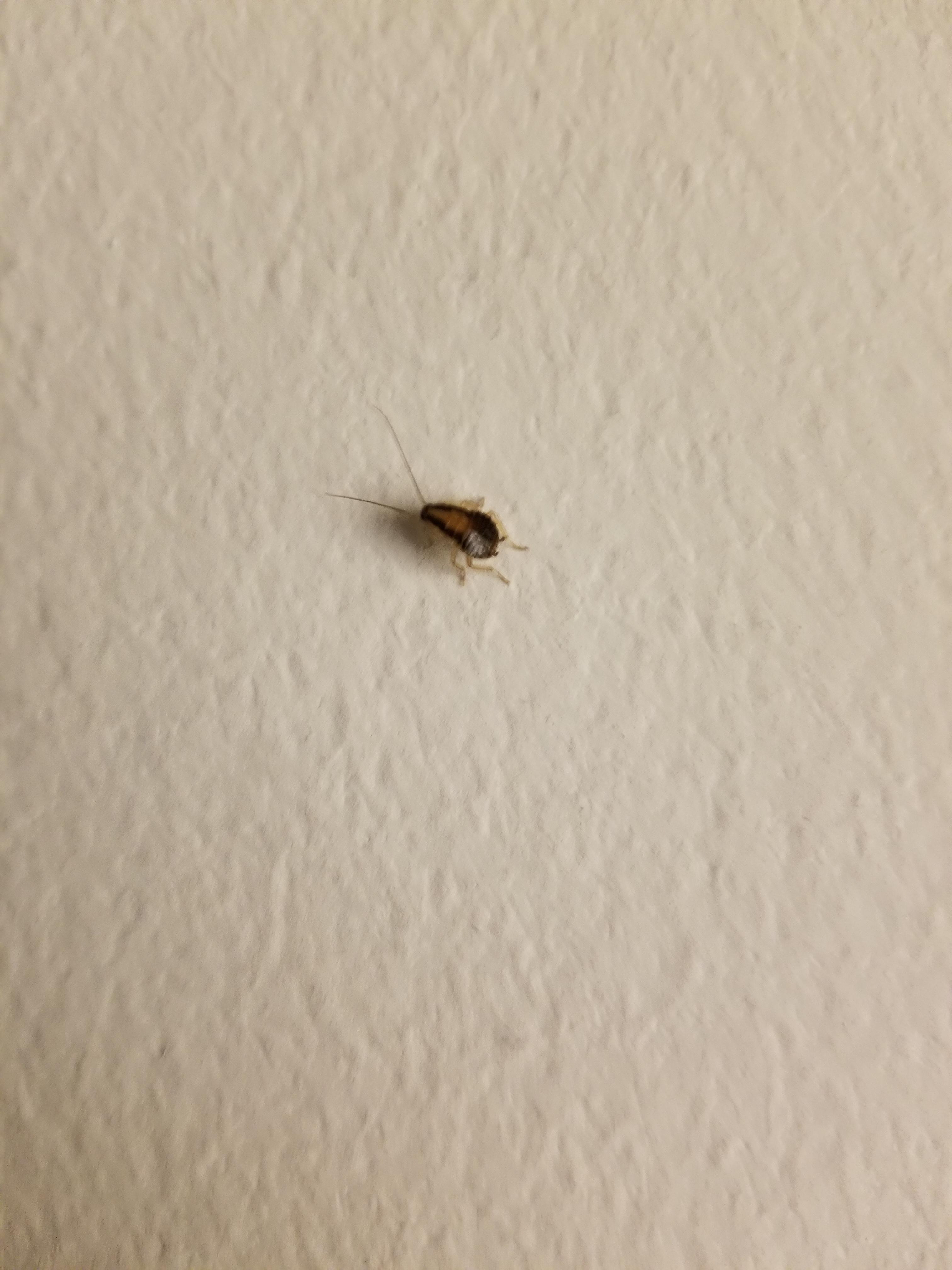 Found this bug on our bedroom wall whatsthisbug